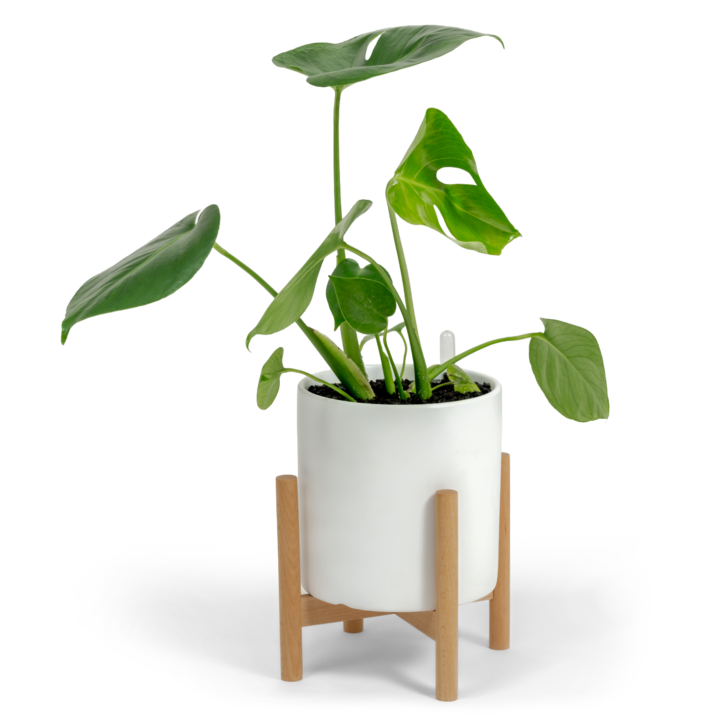 Swiss Cheese Plant