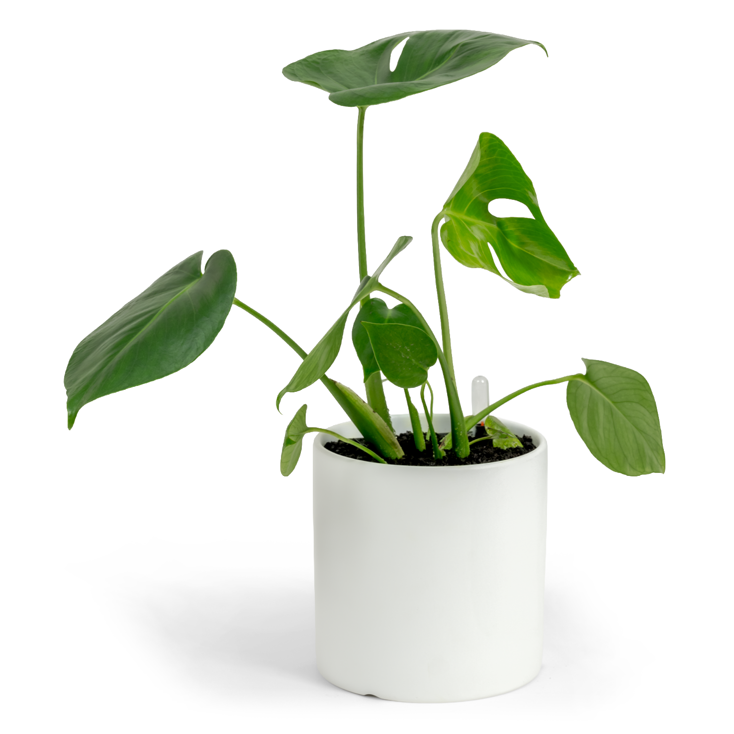 Swiss Cheese Plant