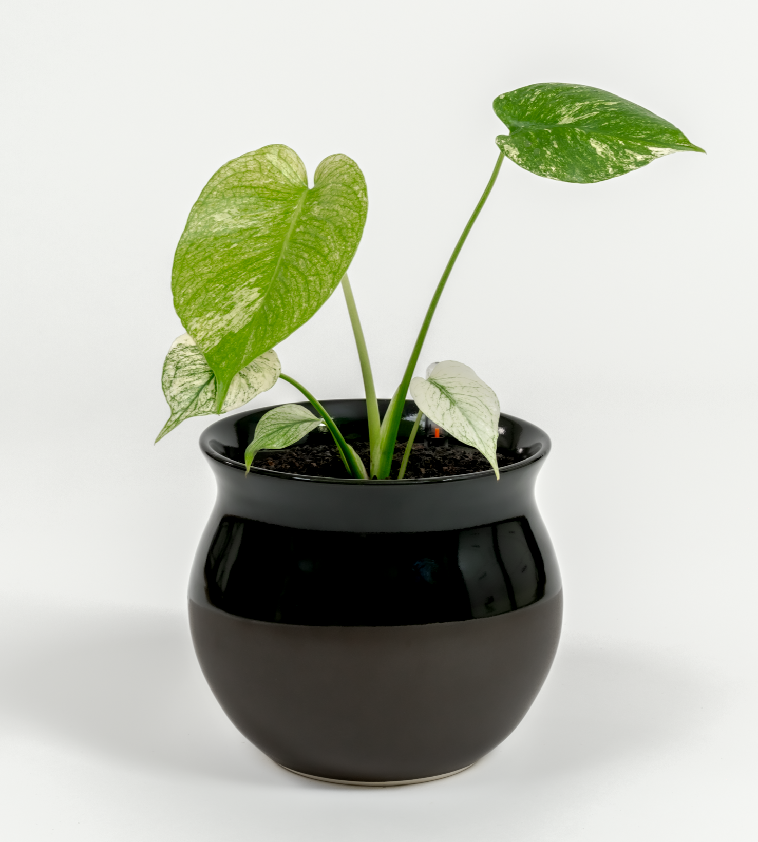 Monstera "White Monster'