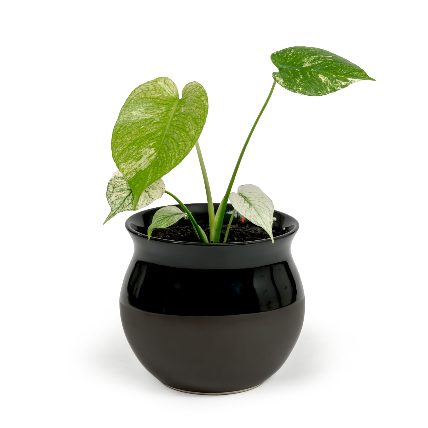 Monstera "White Monster'