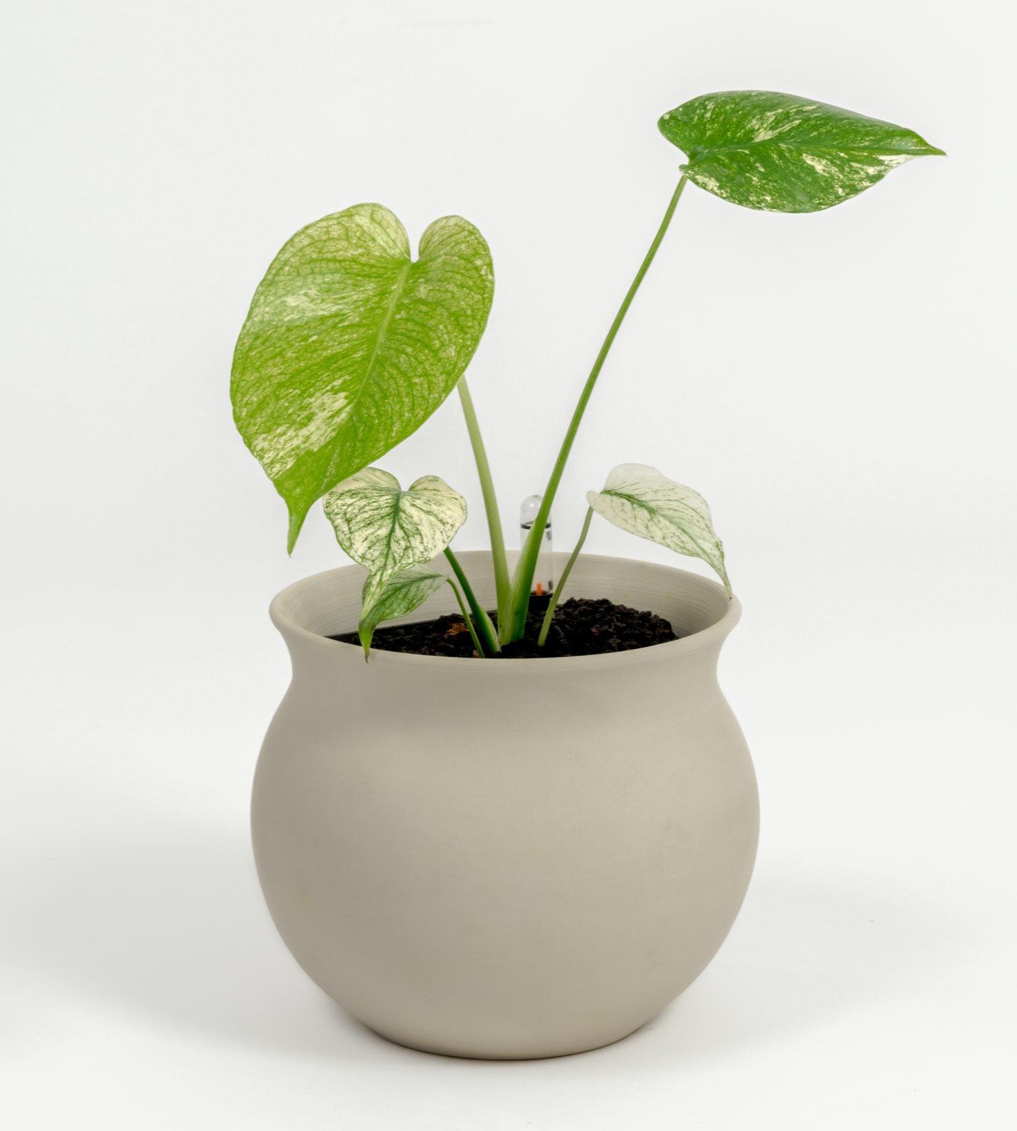 Monstera "White Monster'