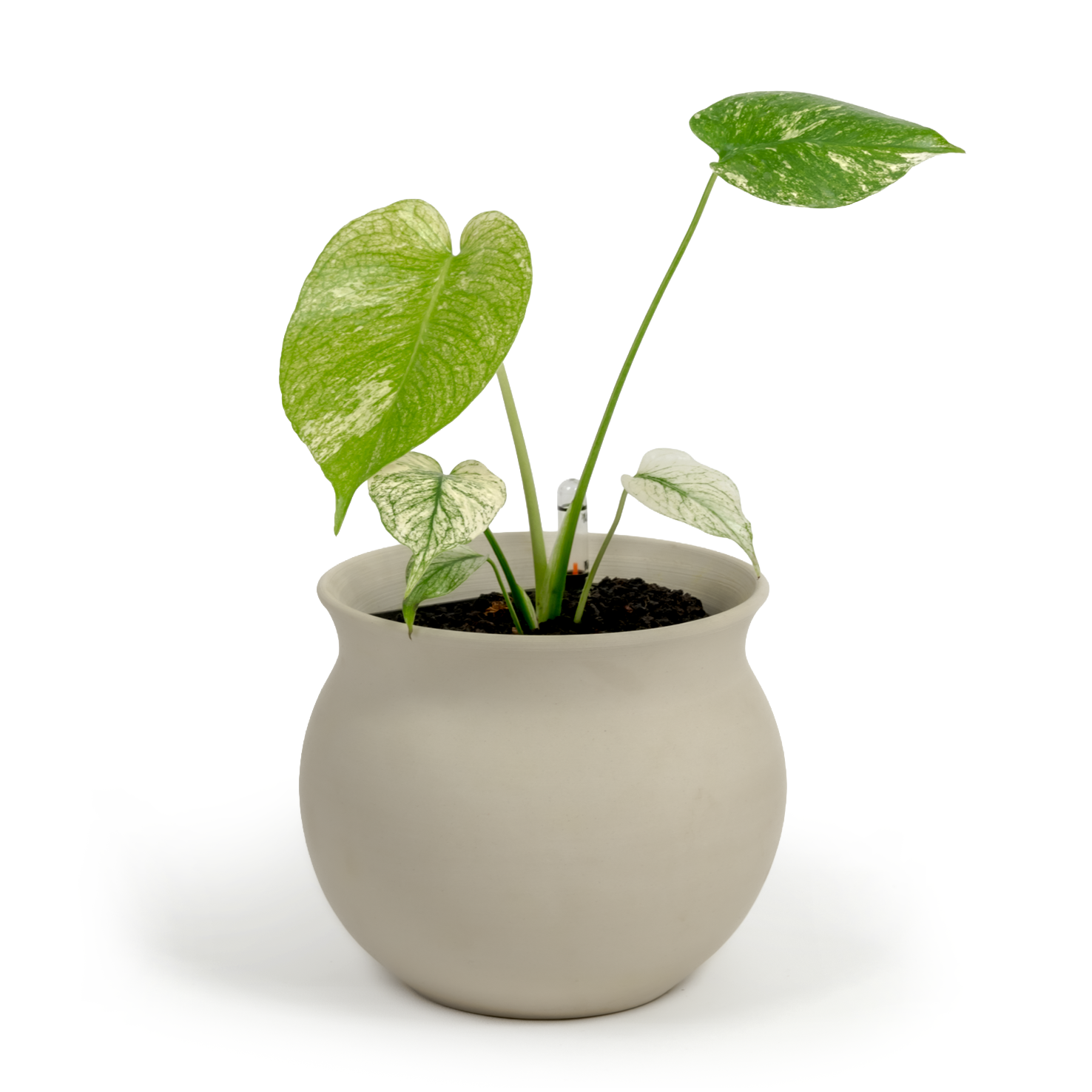 Monstera "White Monster'