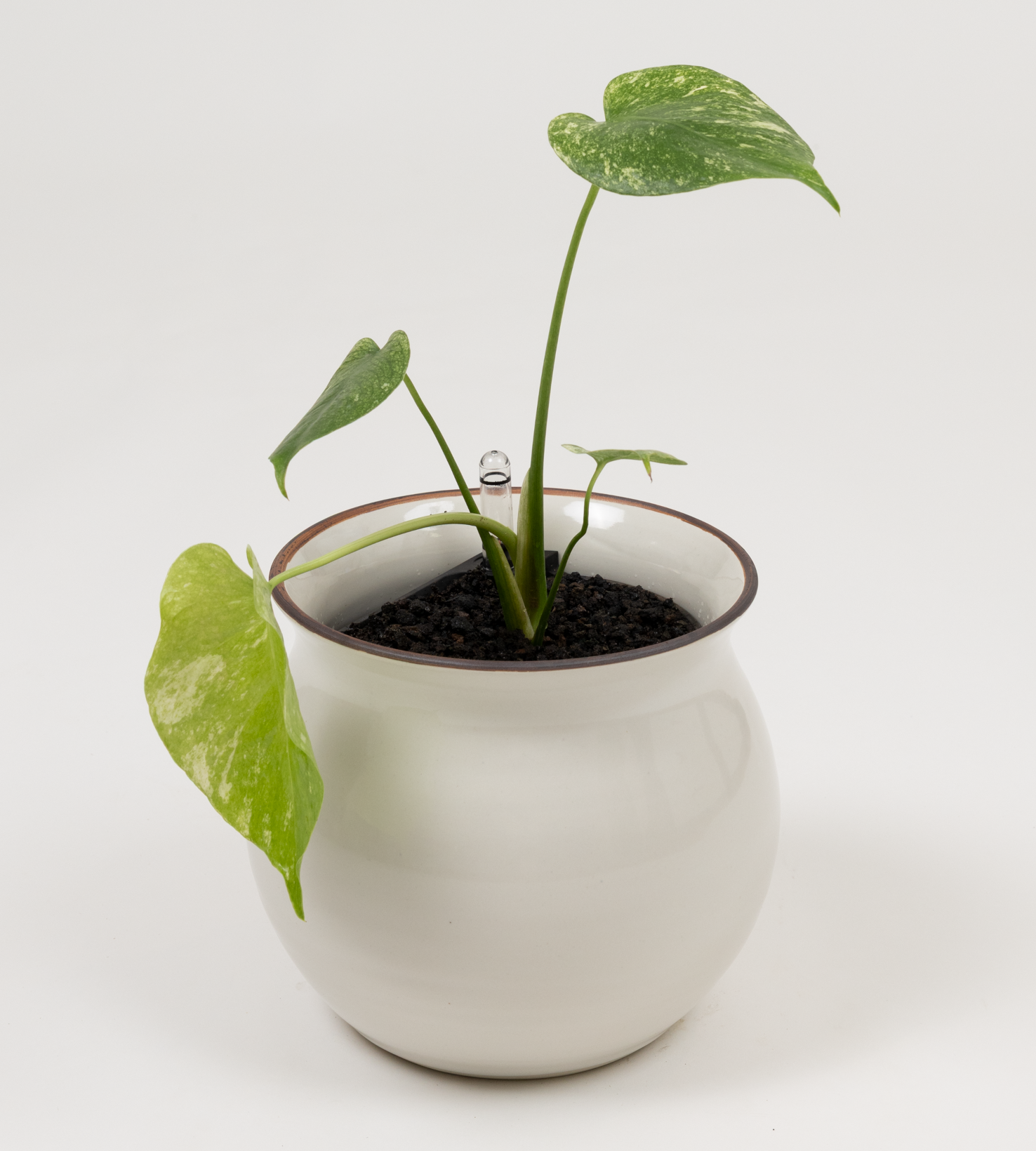 Monstera "White Monster'