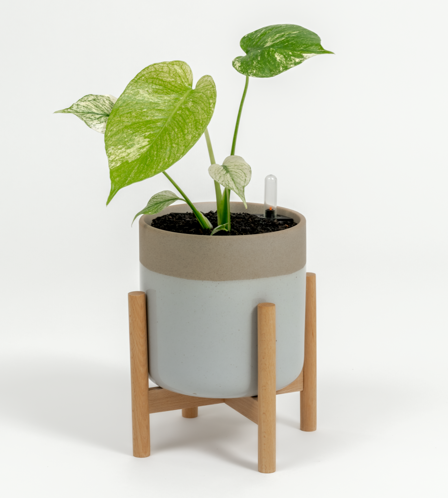 Monstera "White Monster'