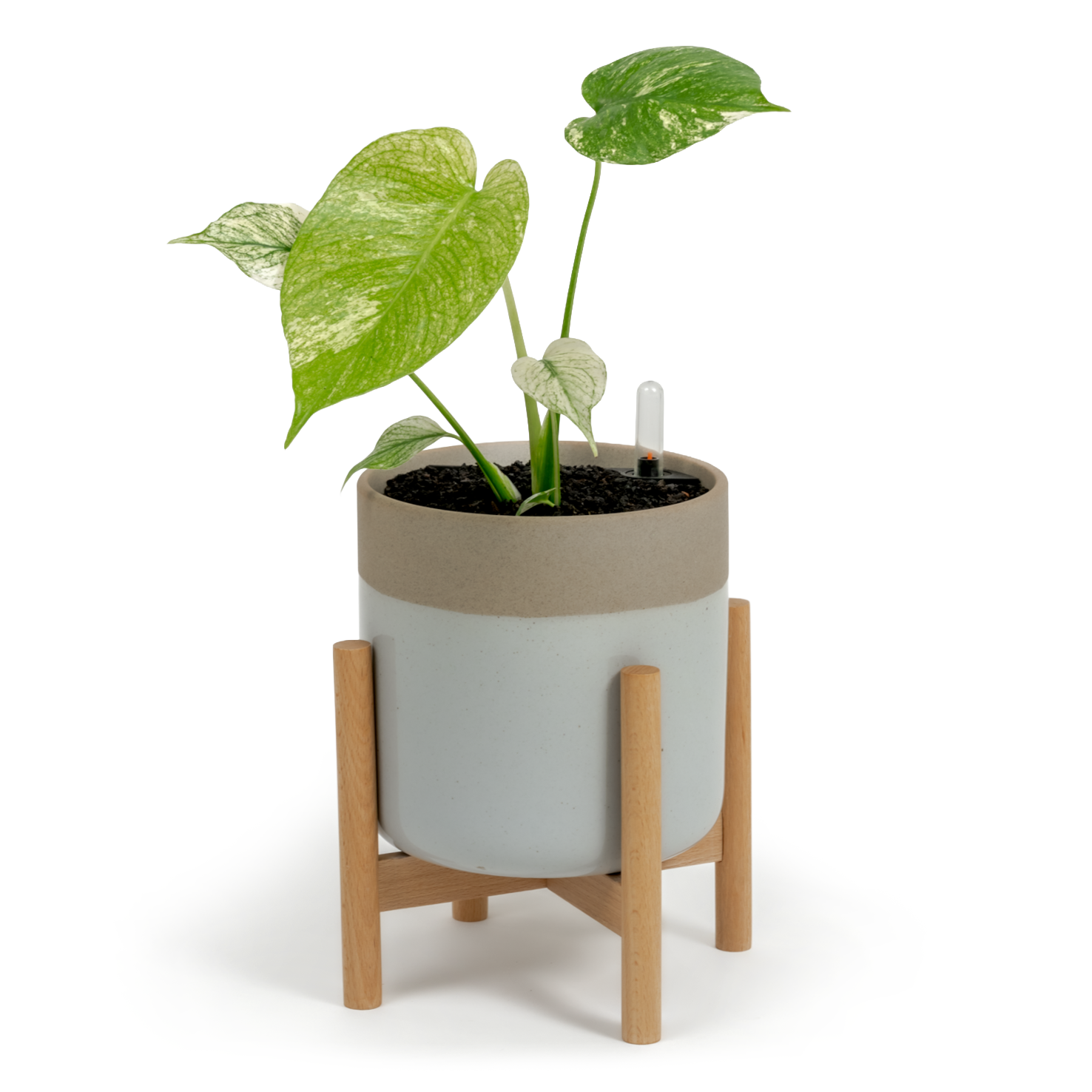 Monstera "White Monster'