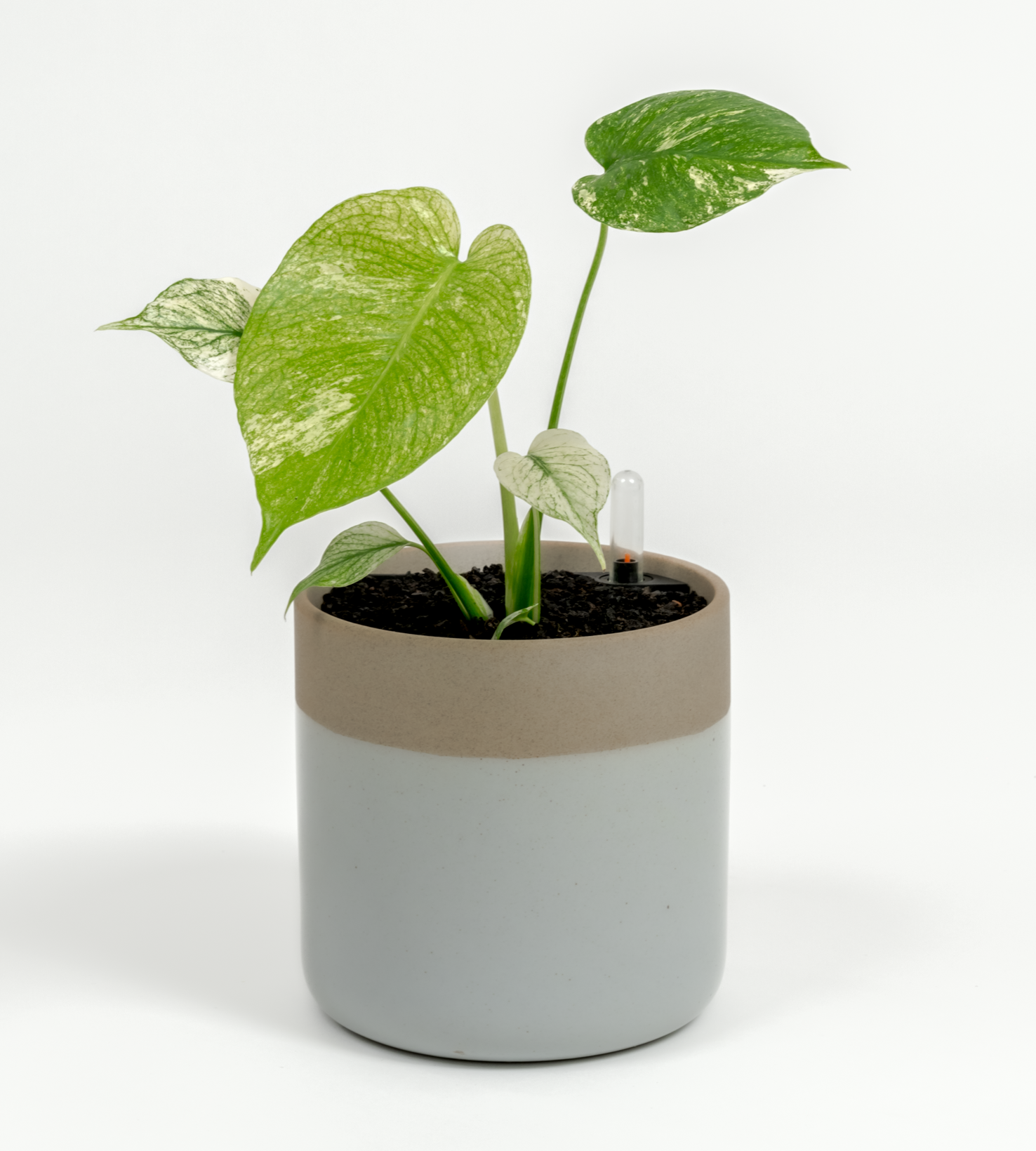 Monstera "White Monster'