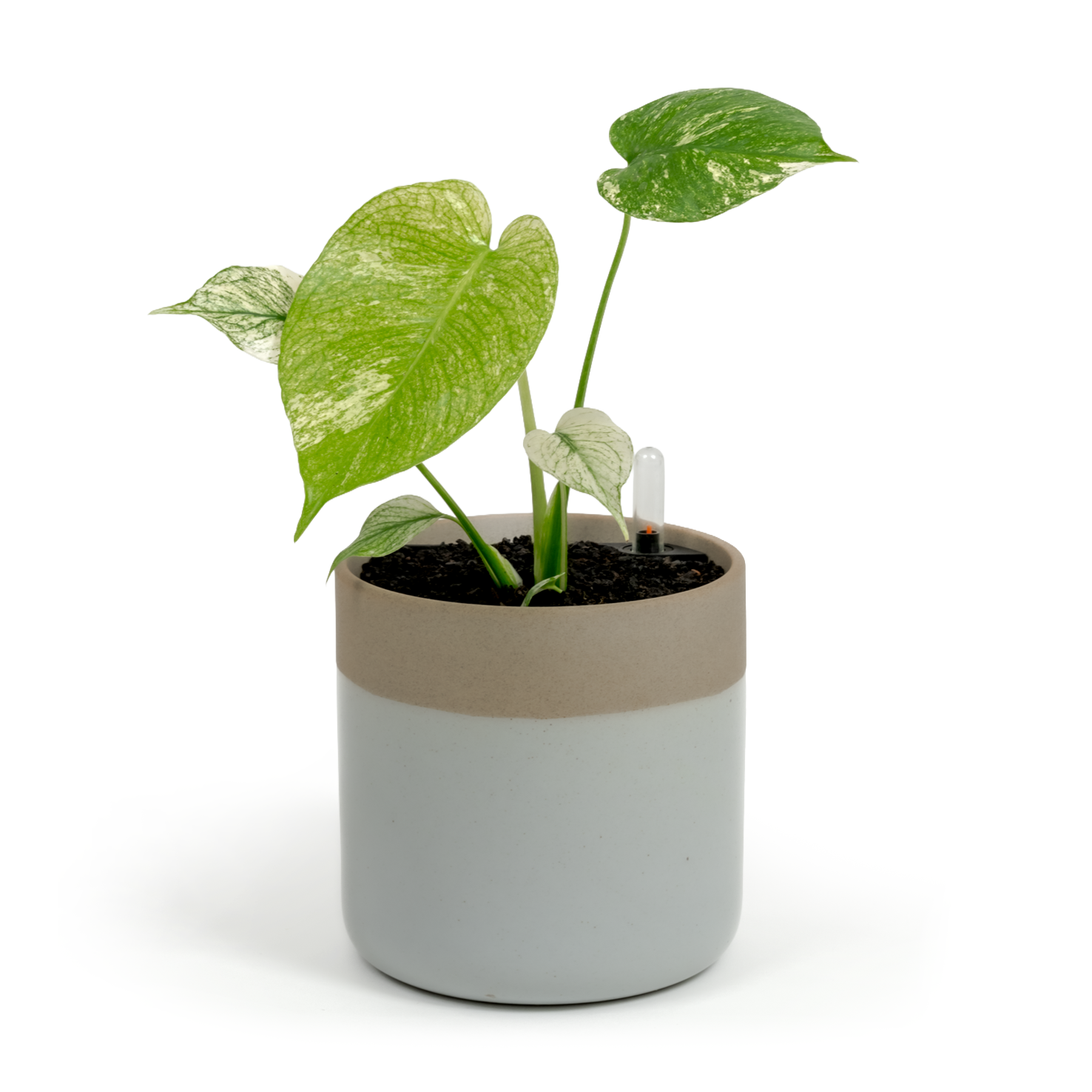 Monstera "White Monster'