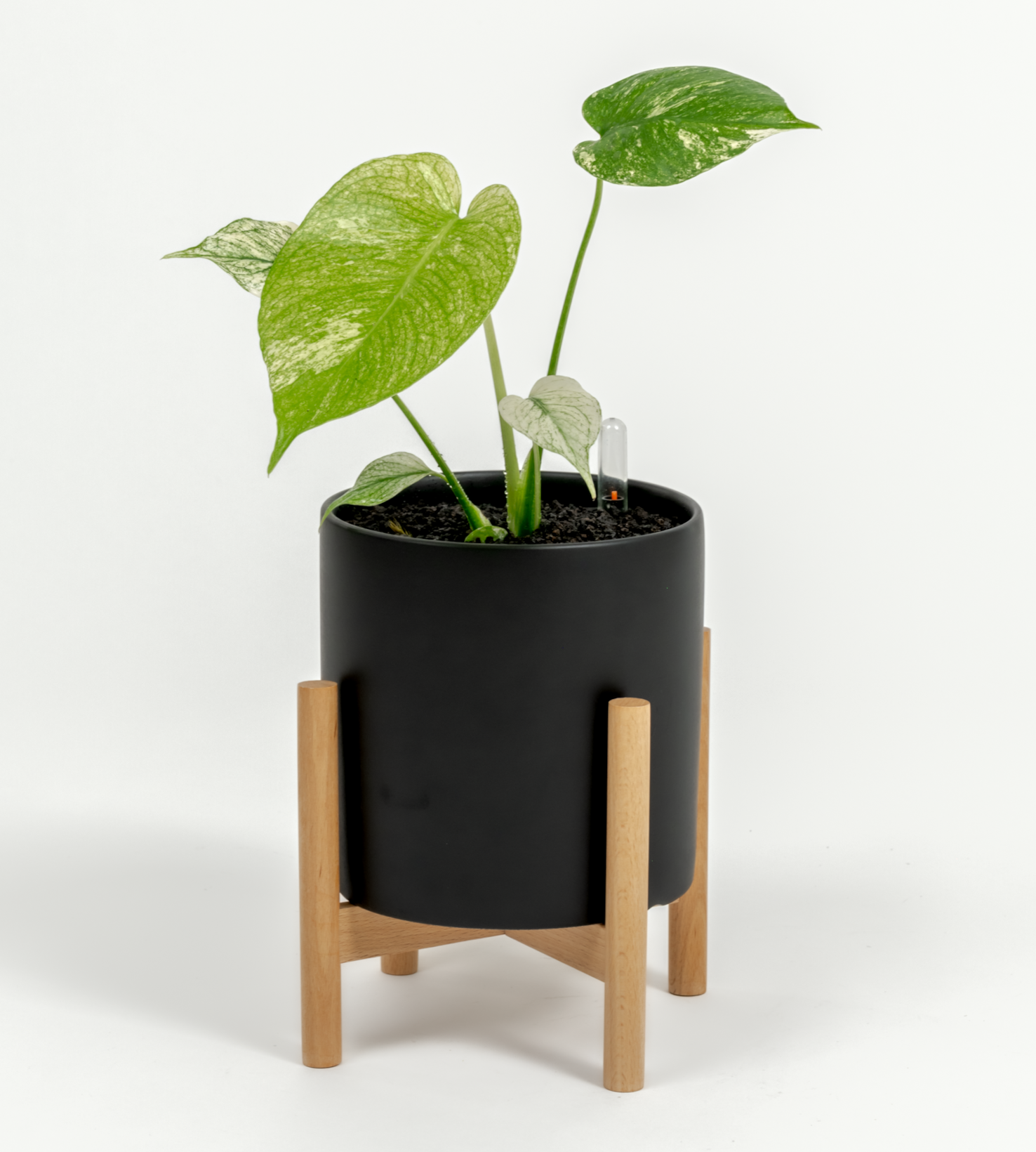 Monstera "White Monster'