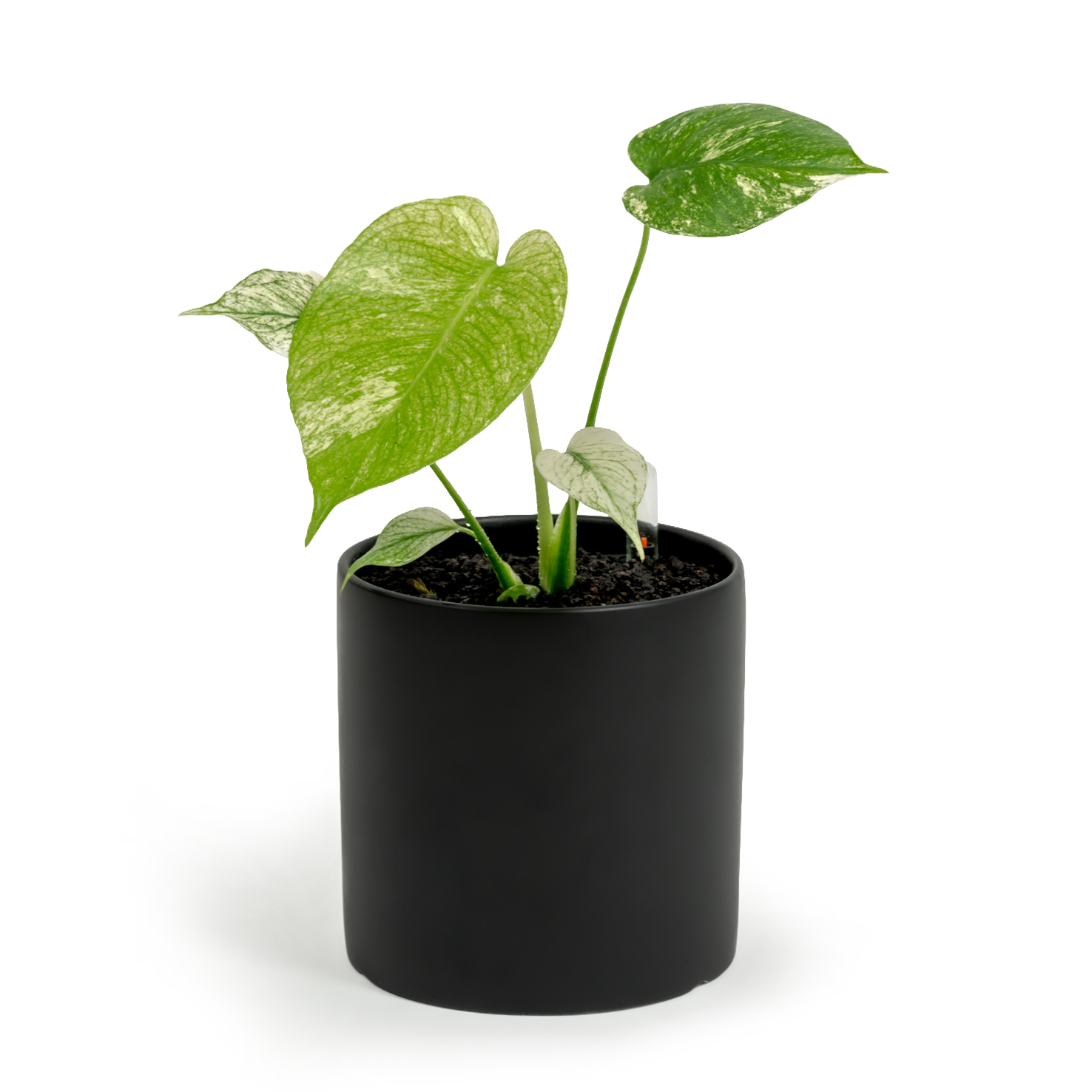 Monstera "White Monster'