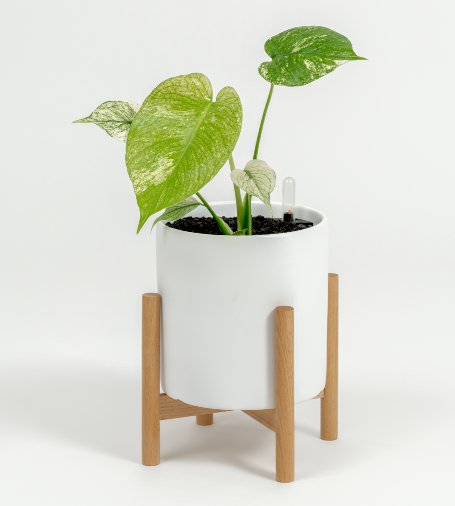 Monstera "White Monster'