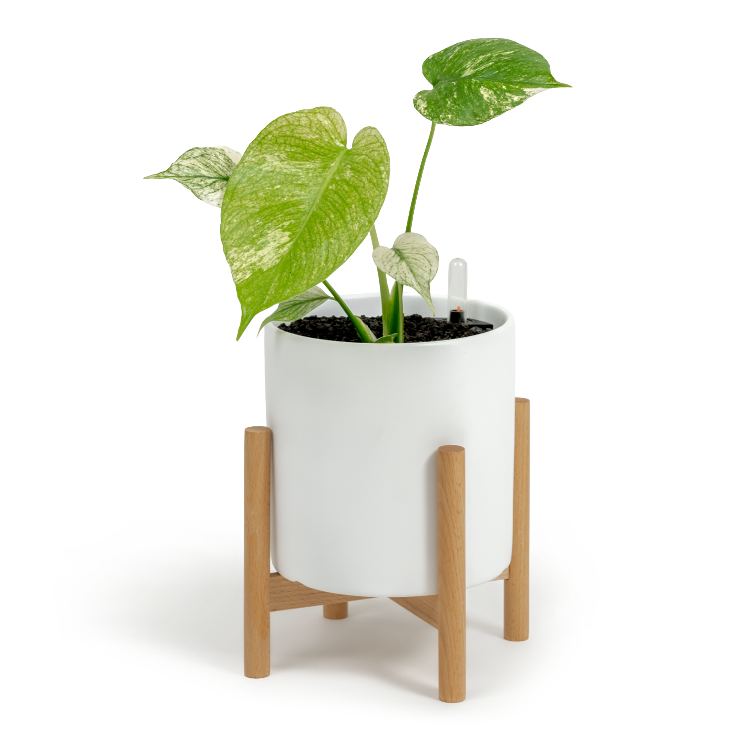 Monstera "White Monster'