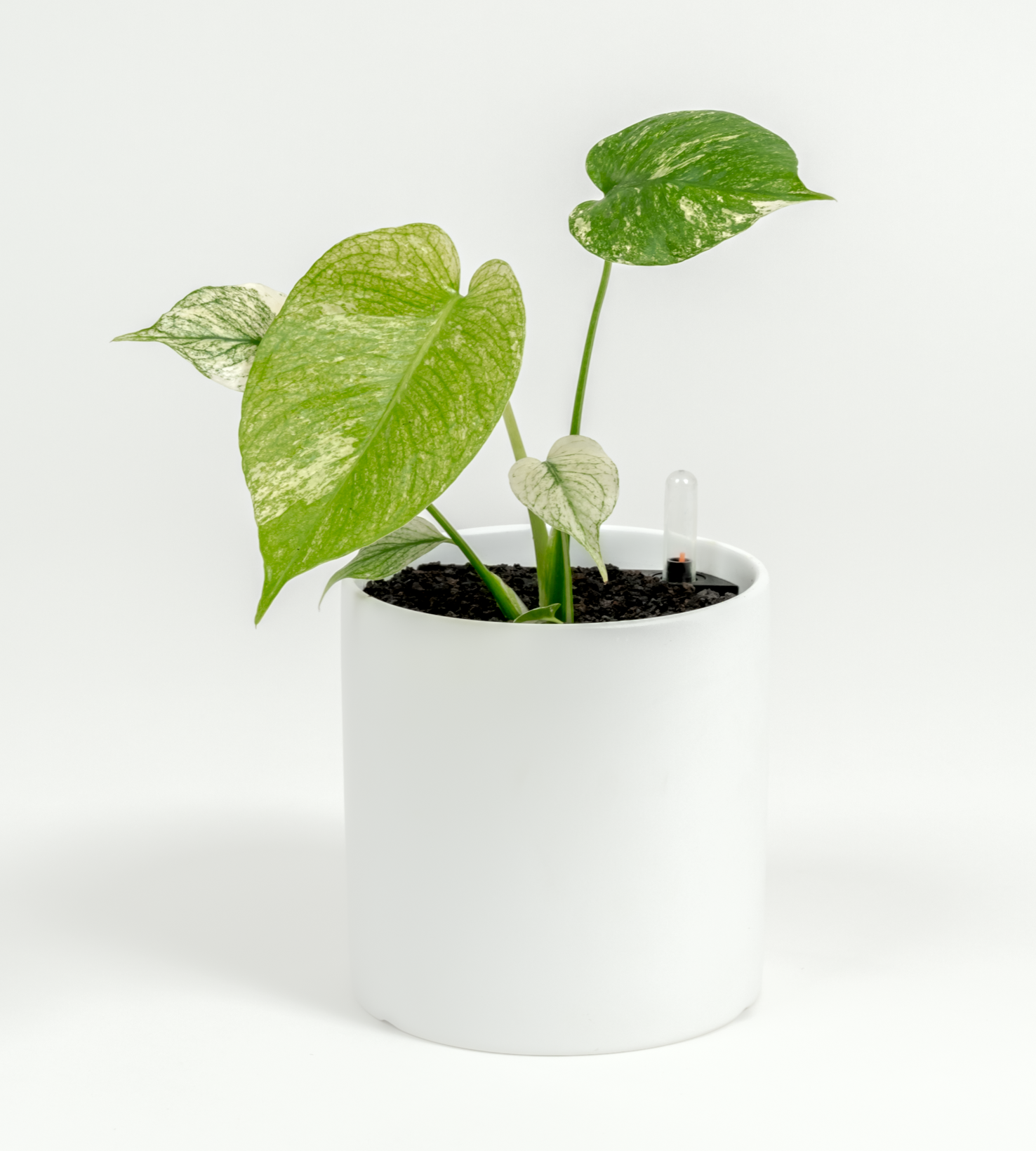 Monstera "White Monster'