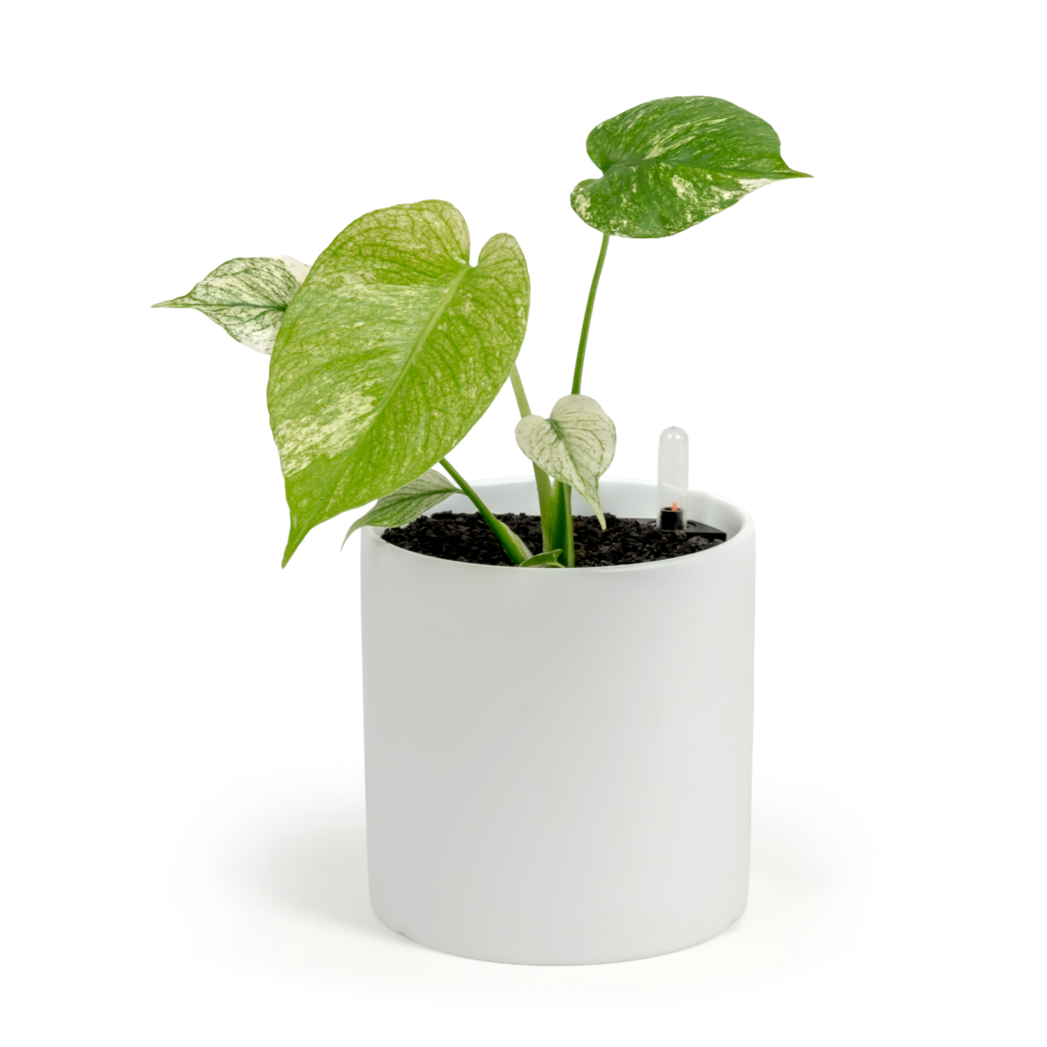 Monstera "White Monster'