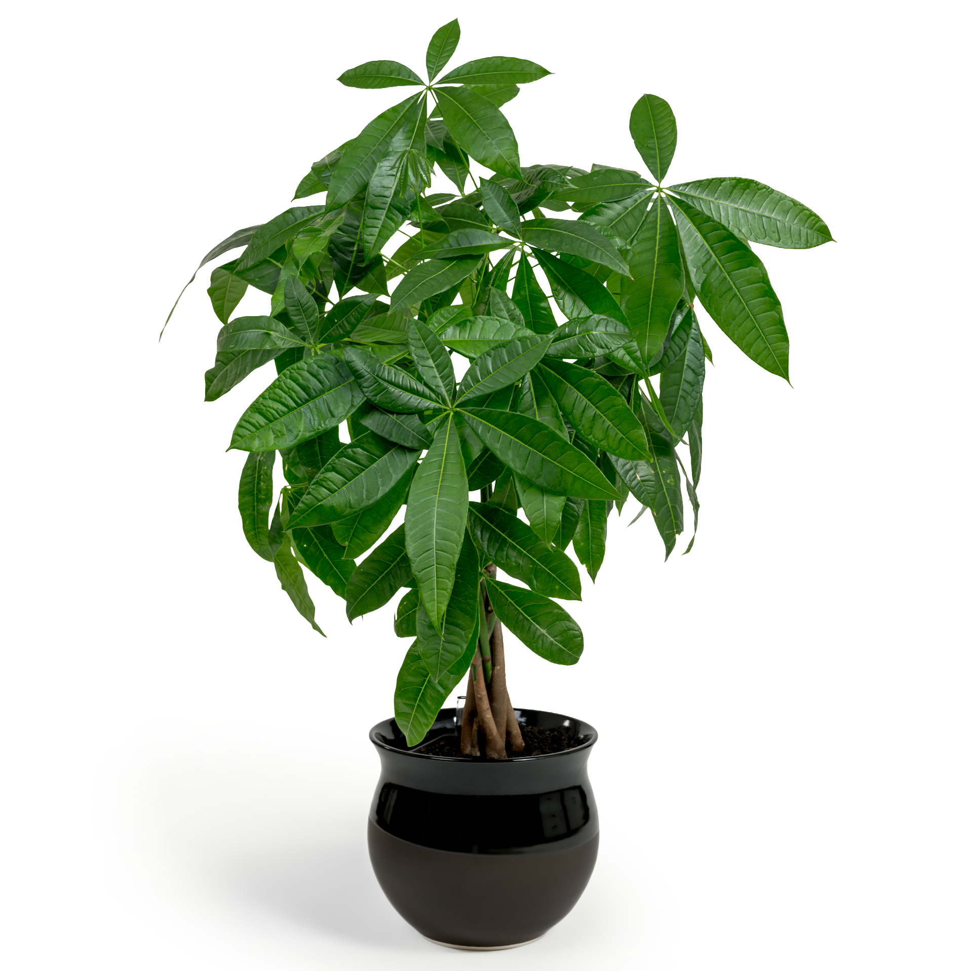 Money Tree