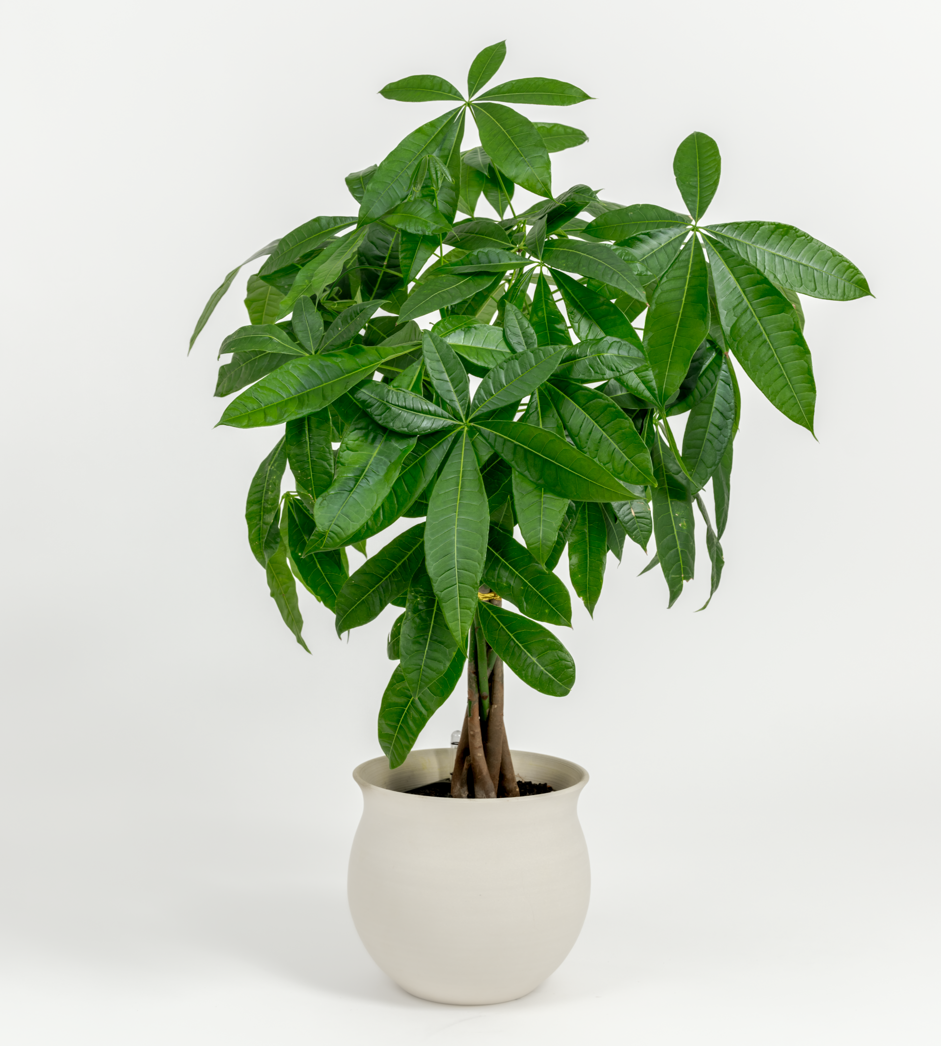 money tree vs schefflera Money Tree- Pachira glabra