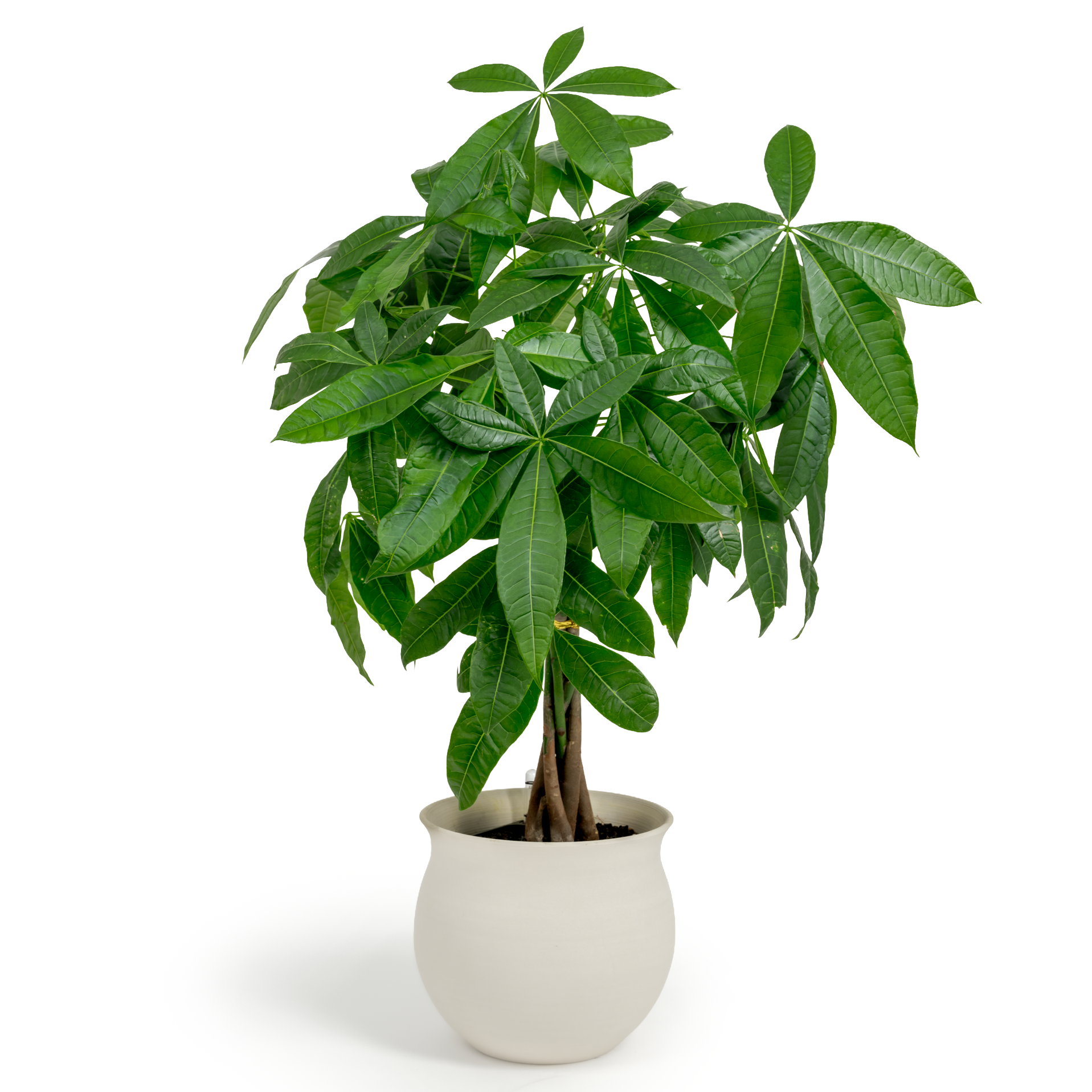 Money Tree
