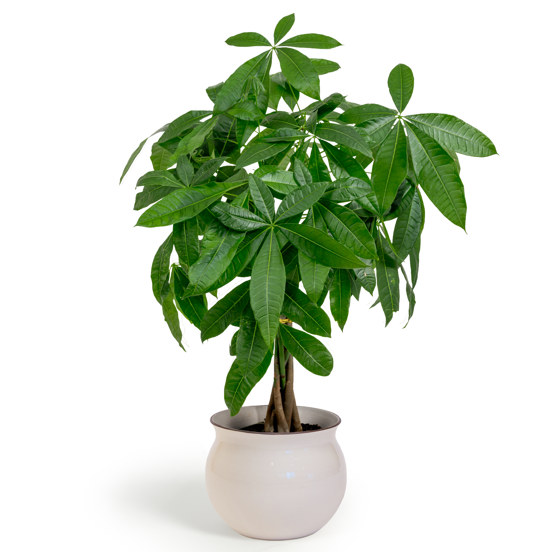 Money Tree