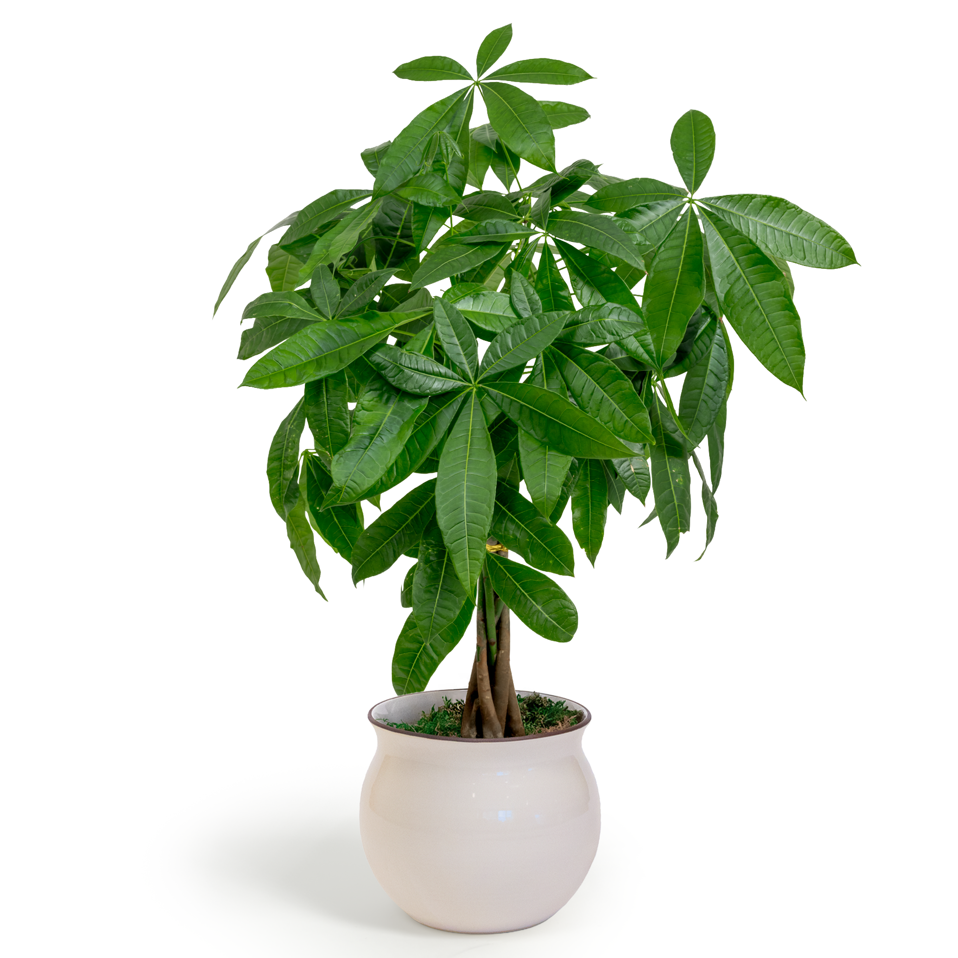 Money Tree