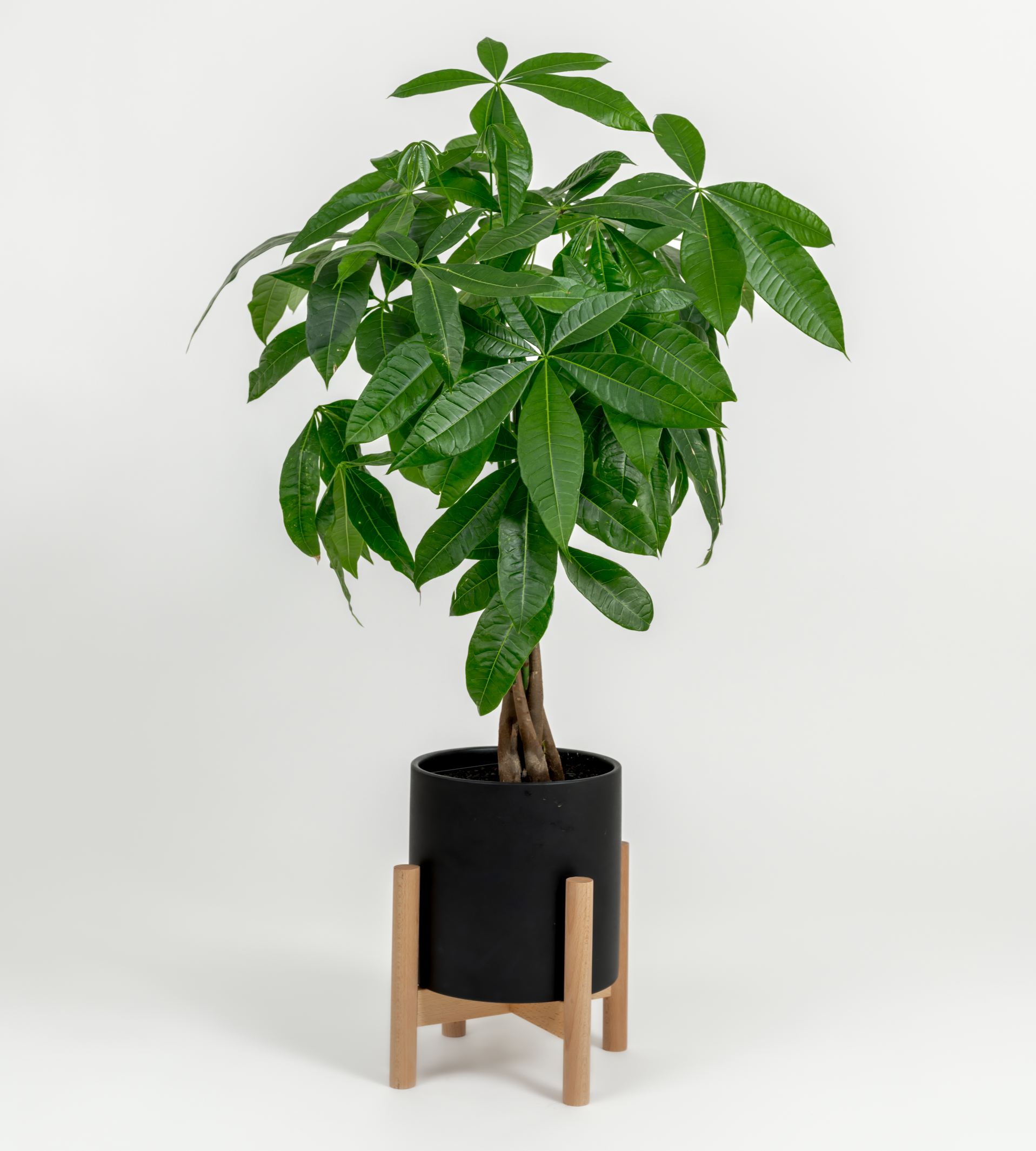 huge money tree Money Tree- Pachira glabra