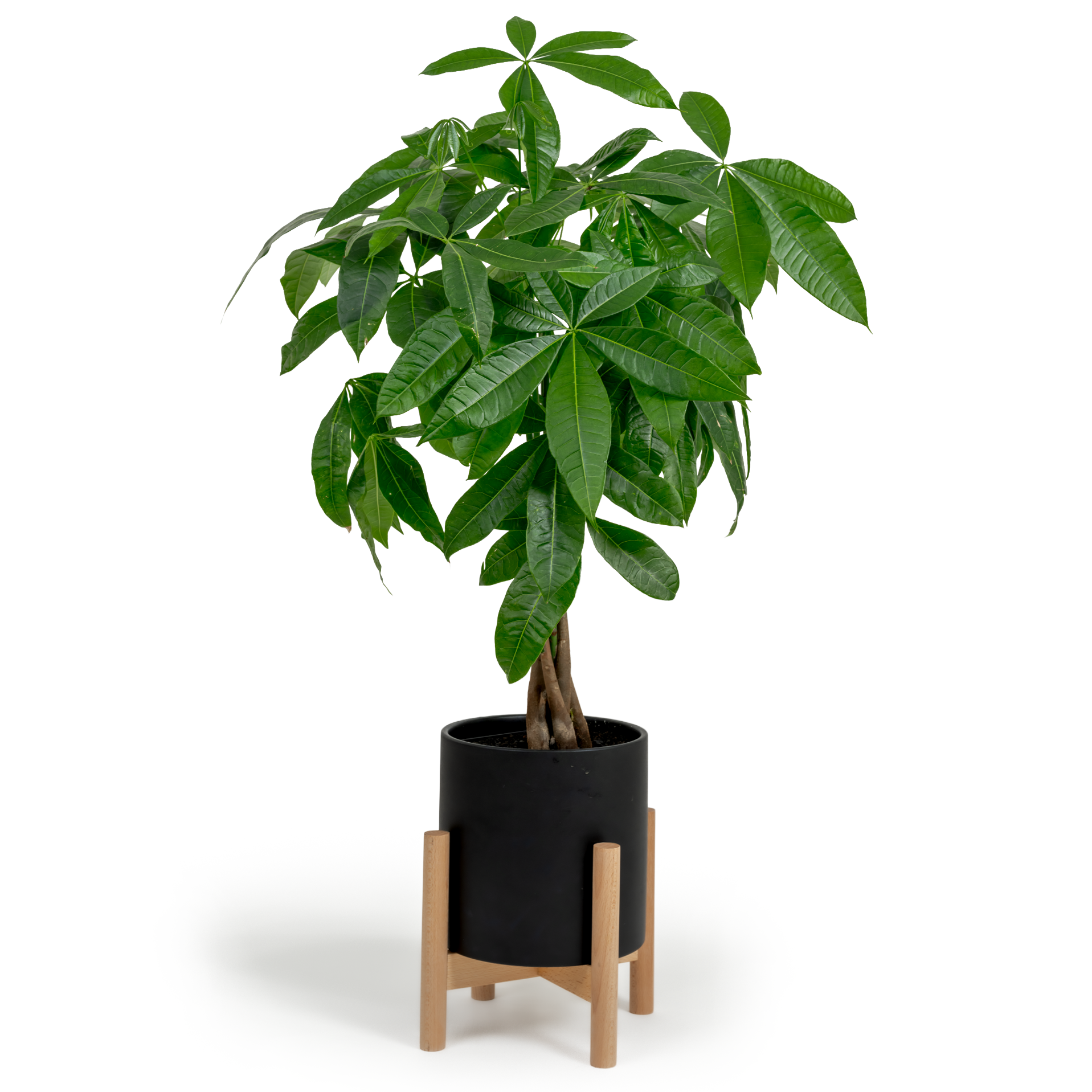 Money Tree
