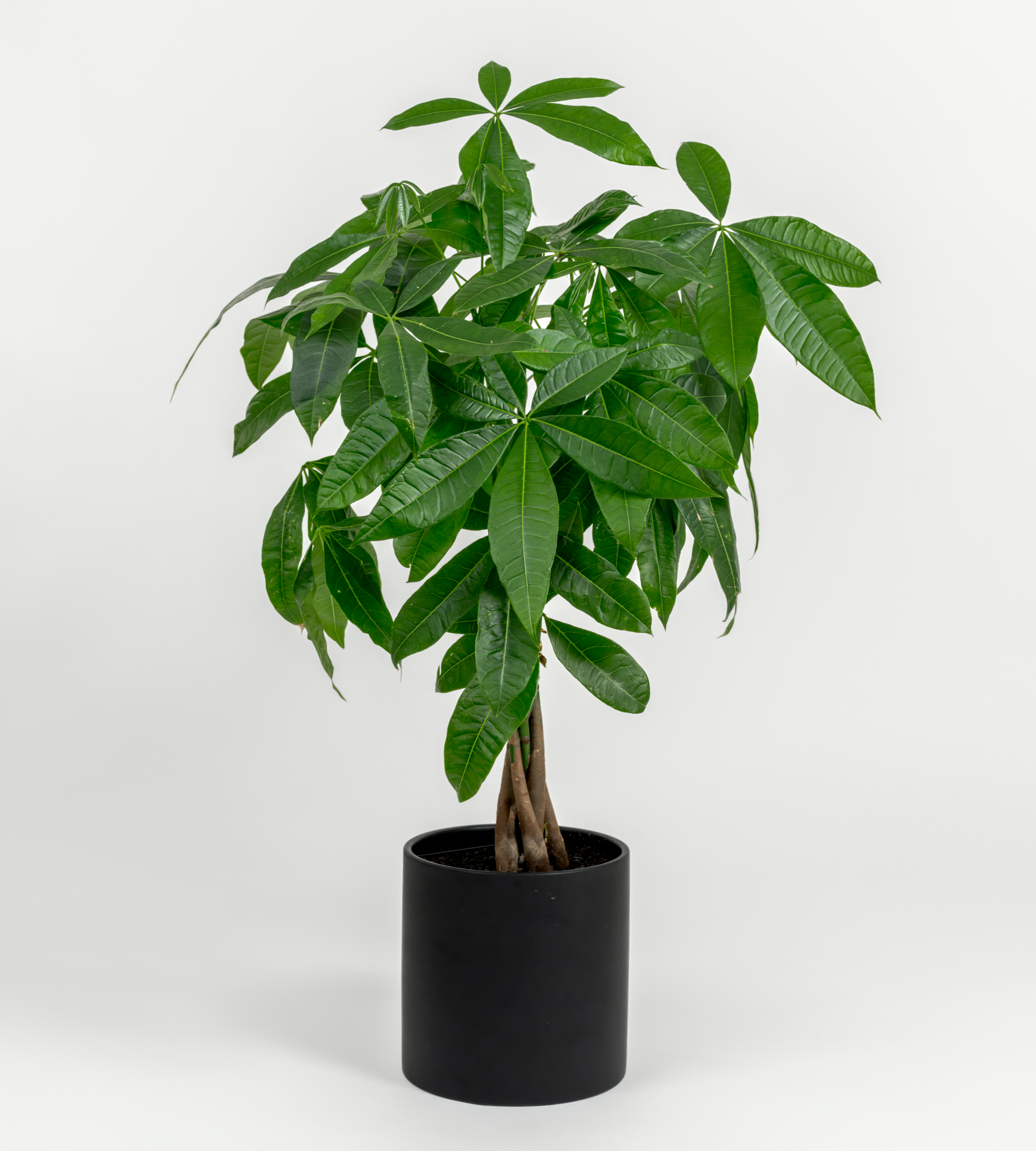 money plant stand Money Tree- Pachira glabra