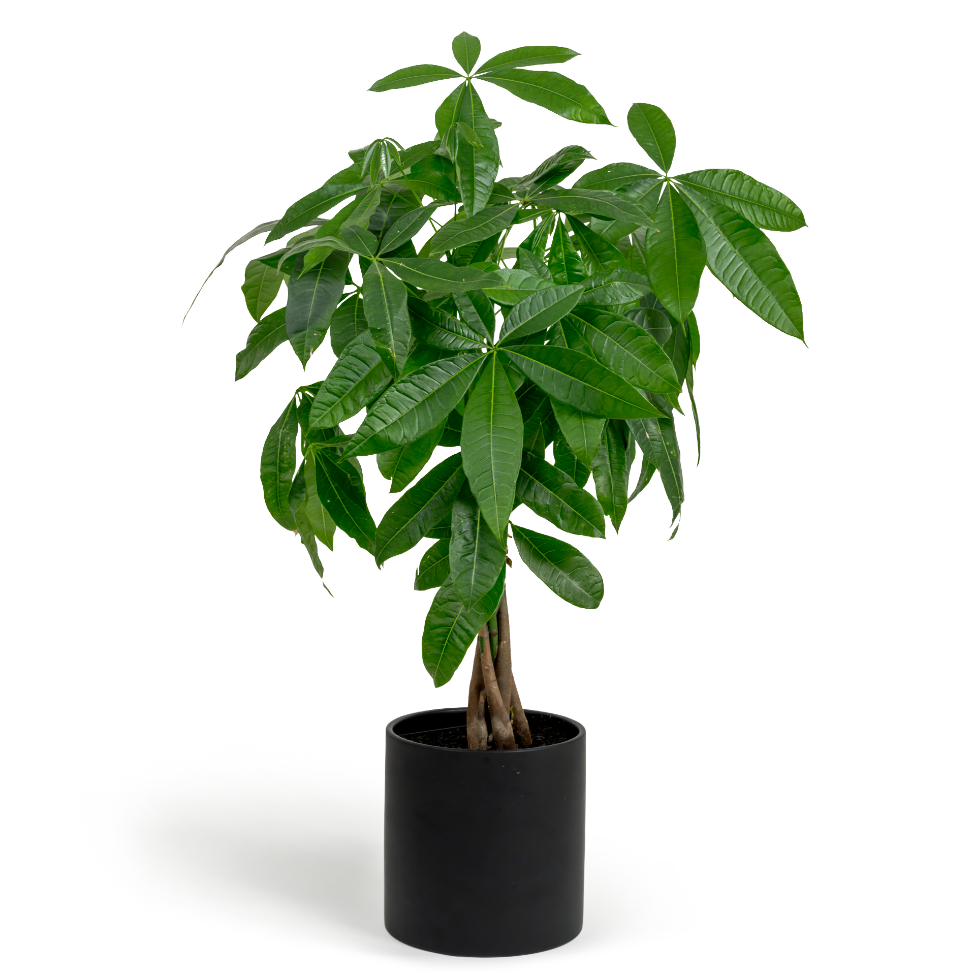 Money Tree
