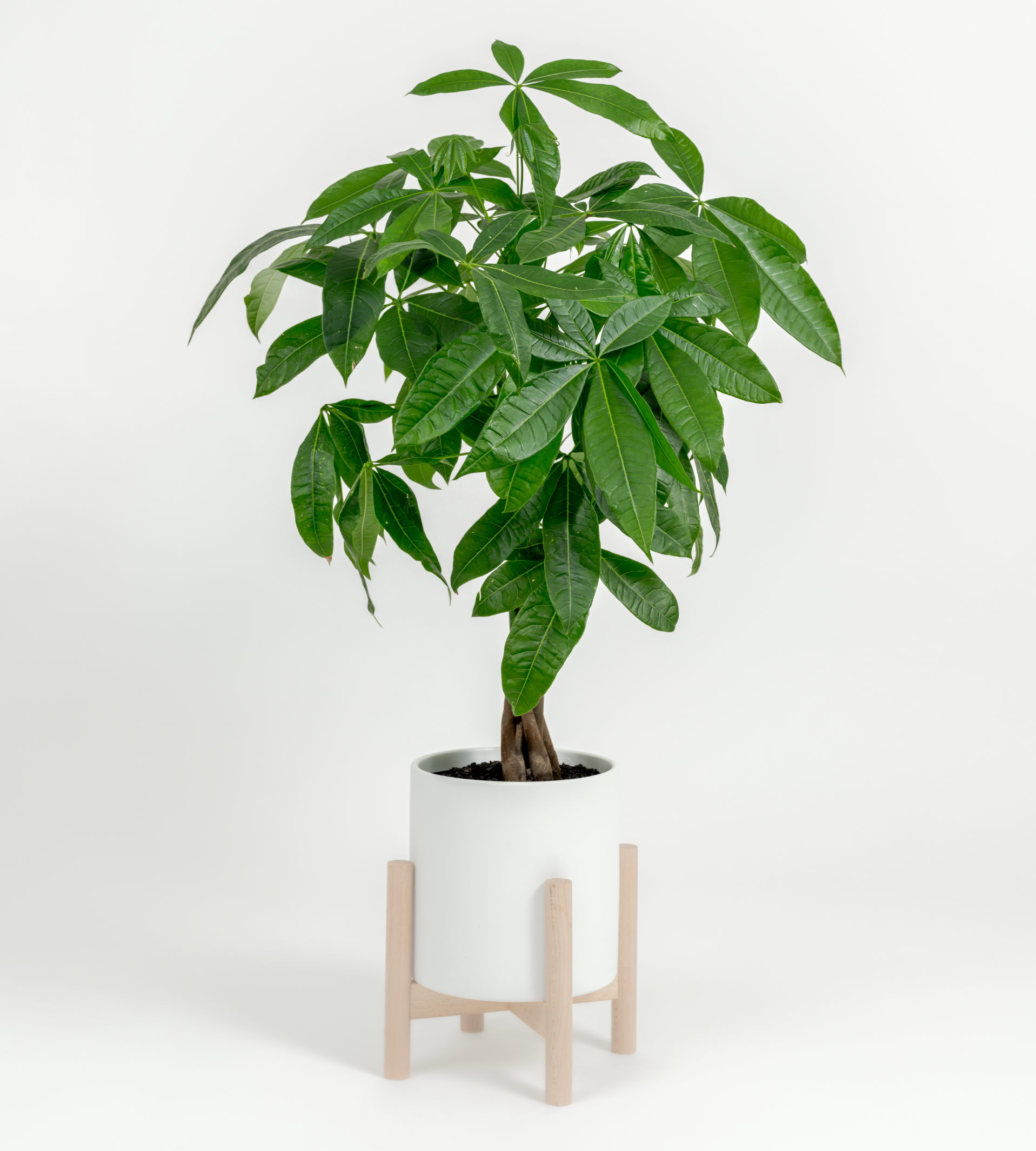 pasco money tree Money Tree- Pachira glabra