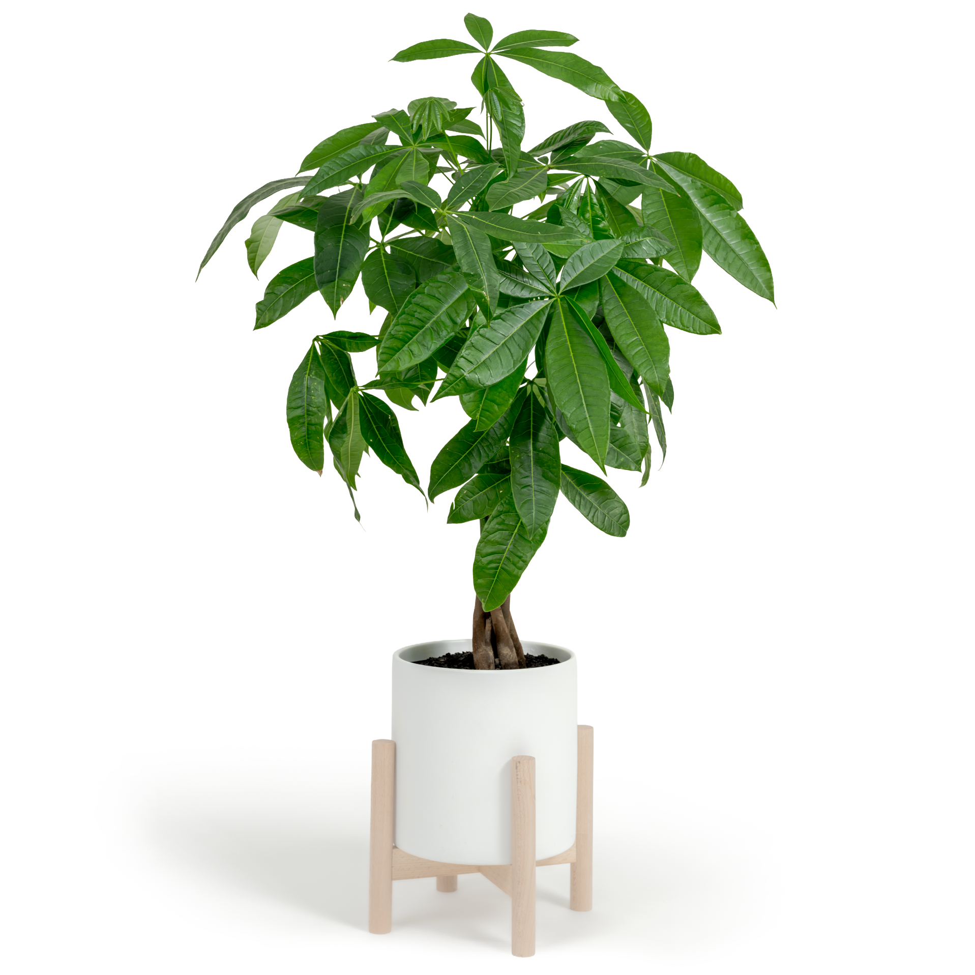 Money Tree