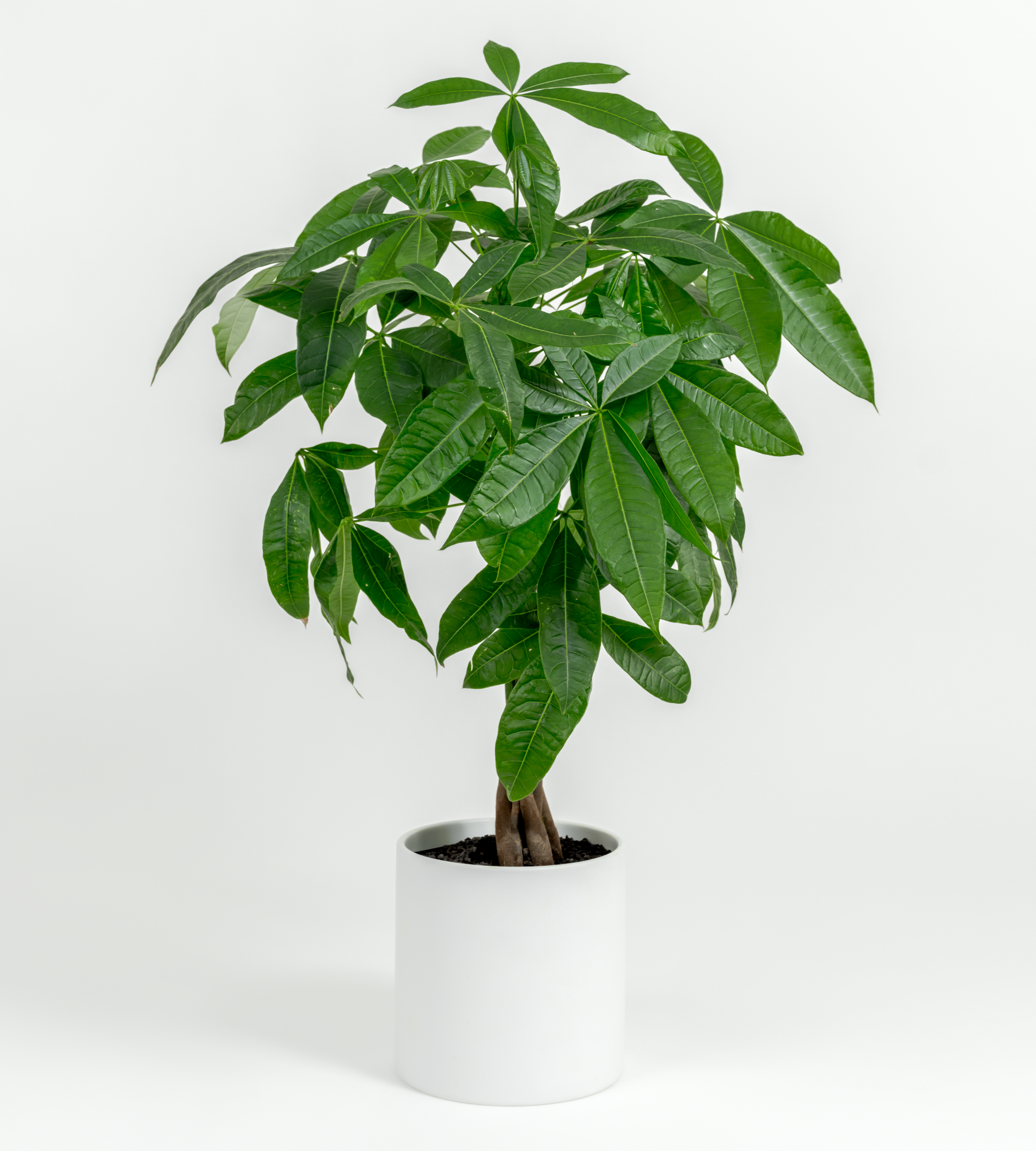 indoor money plant stand Money Tree- Pachira glabra