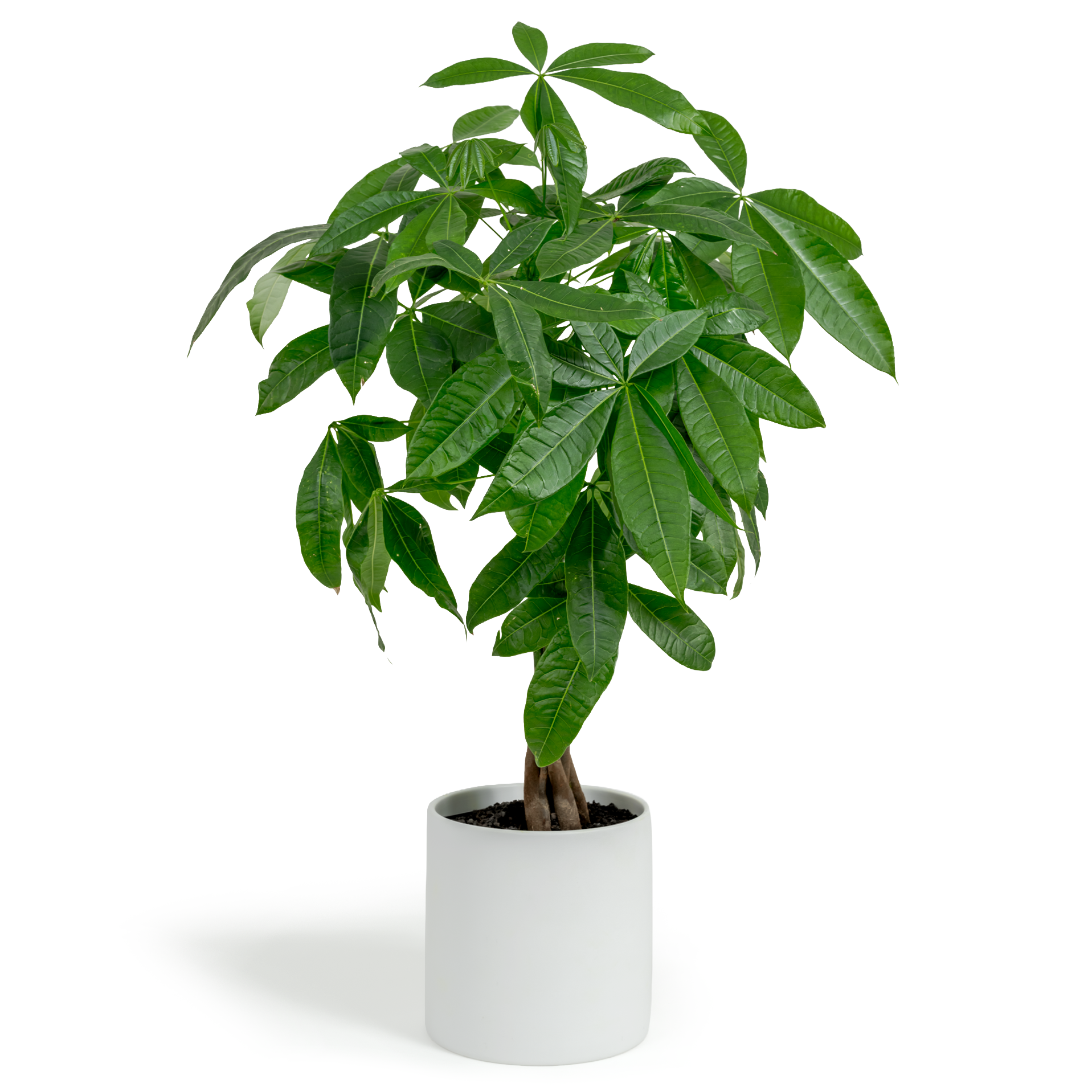 Money Tree