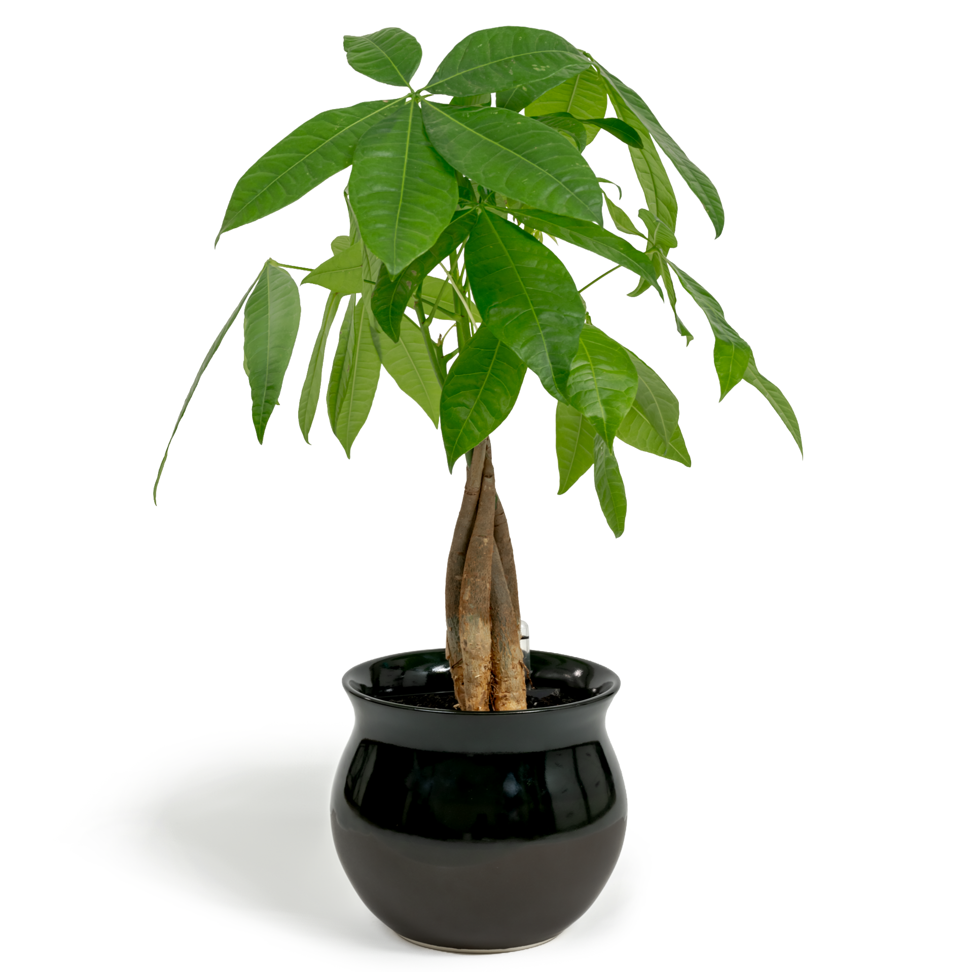 Money Tree
