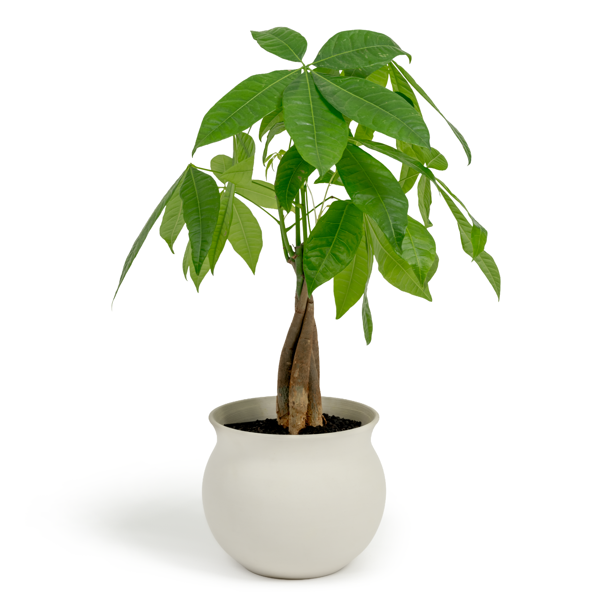 Money Tree