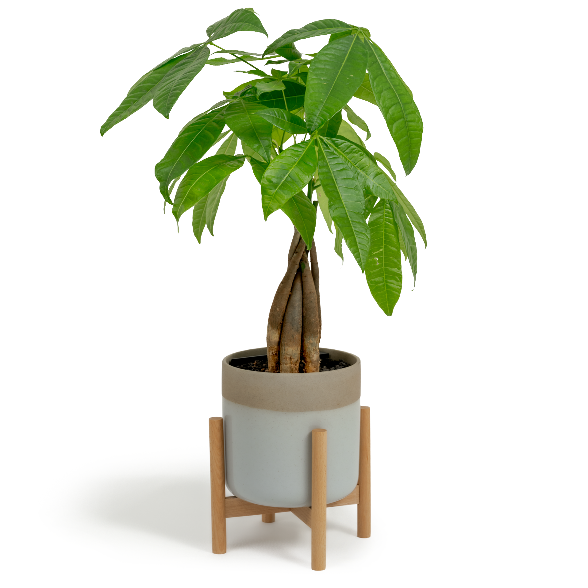 Money Tree