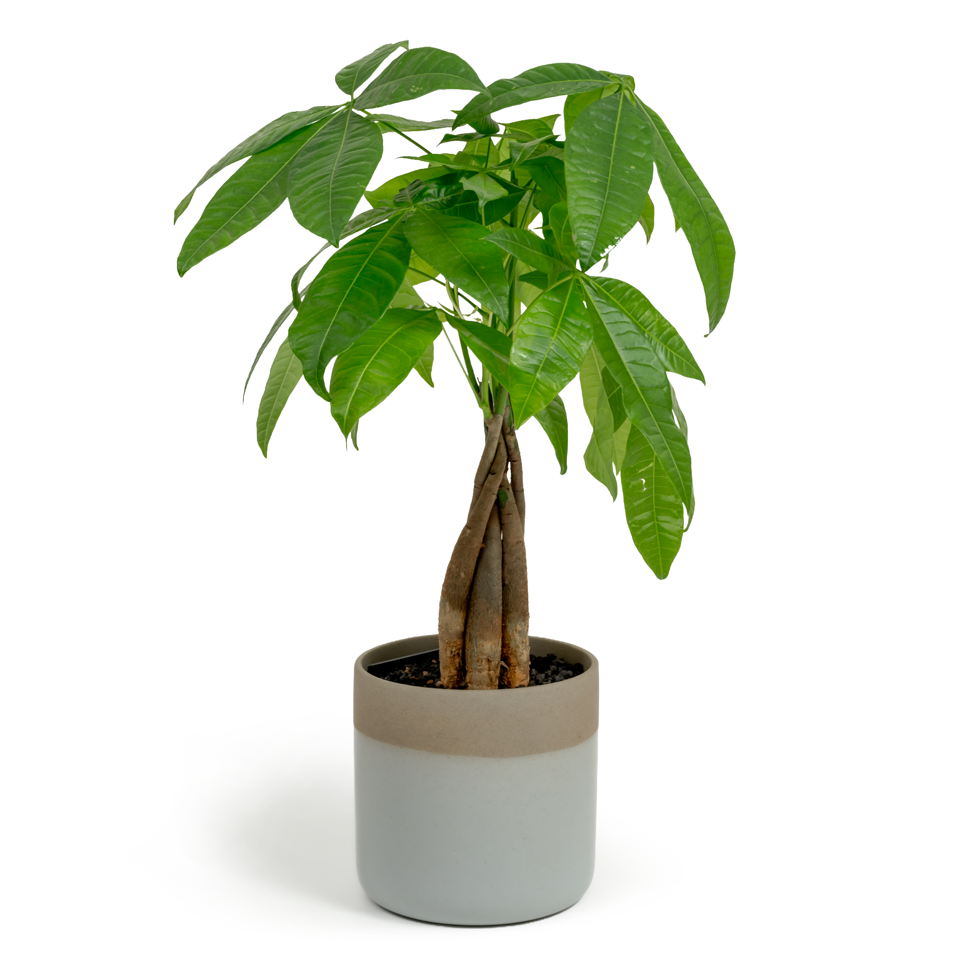 Money Tree