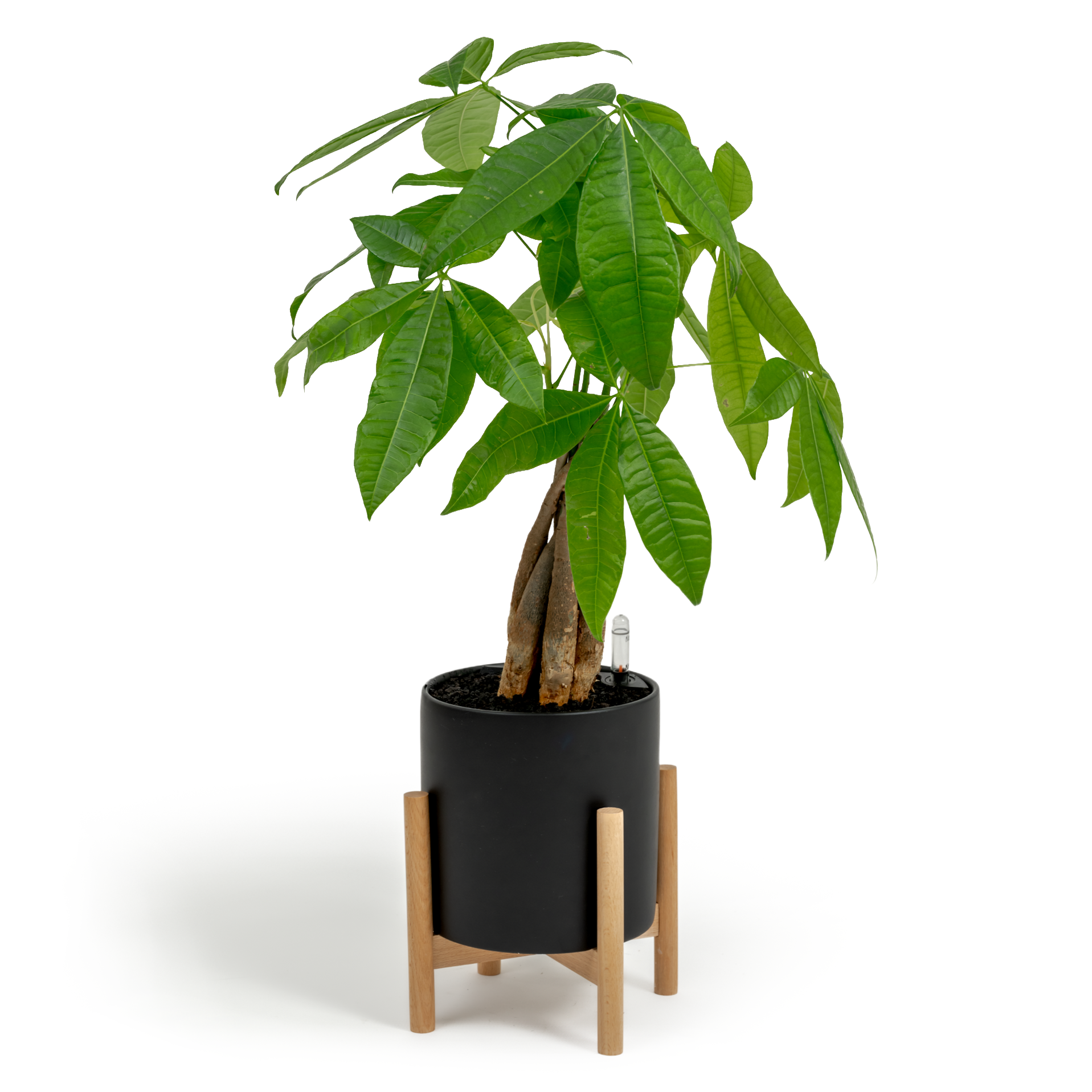 Money Tree