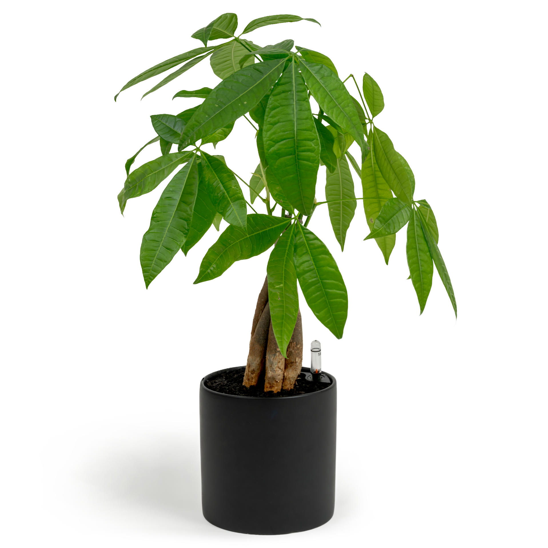 Money Tree