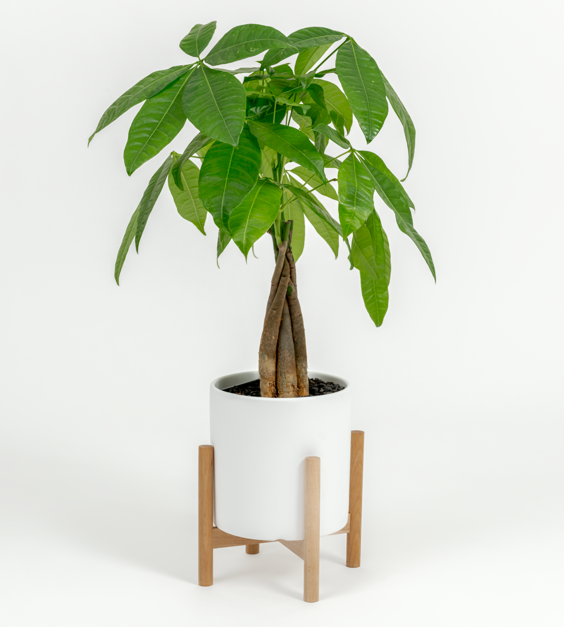 money tree plant small Money Tree- Pachira glabra