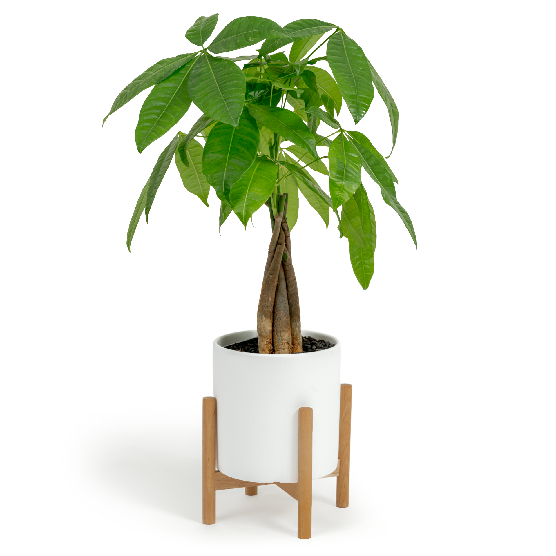 Money Tree