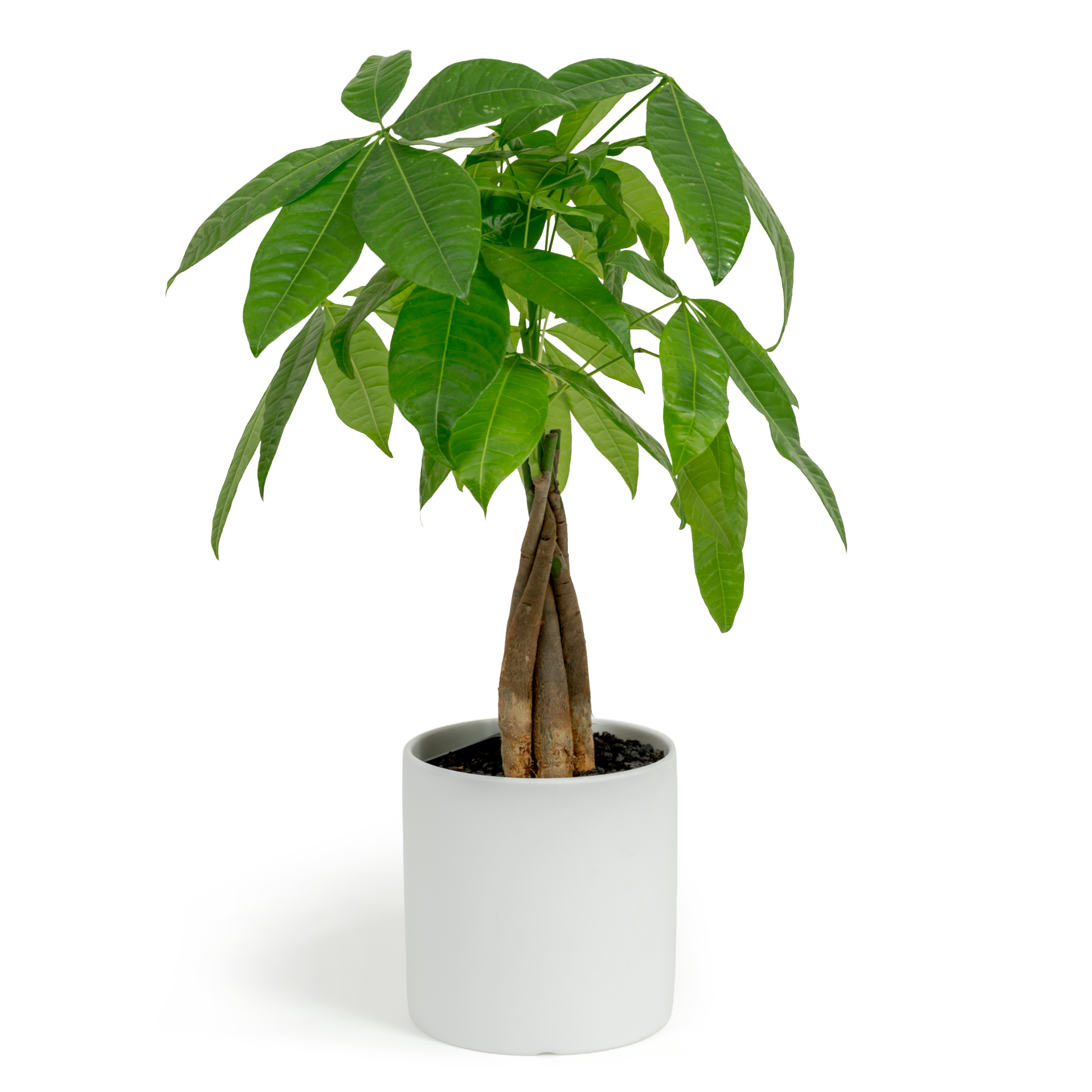 Money Tree