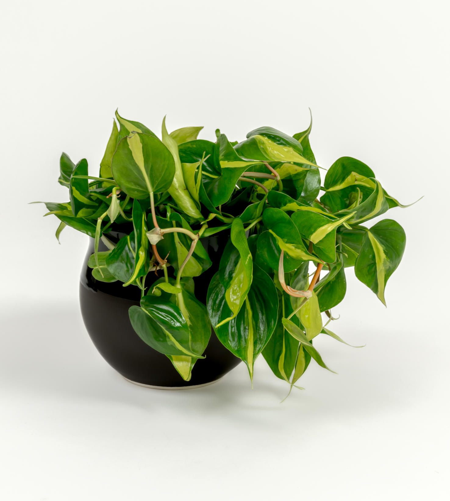 Philodendron hederaceum 'Brasil'