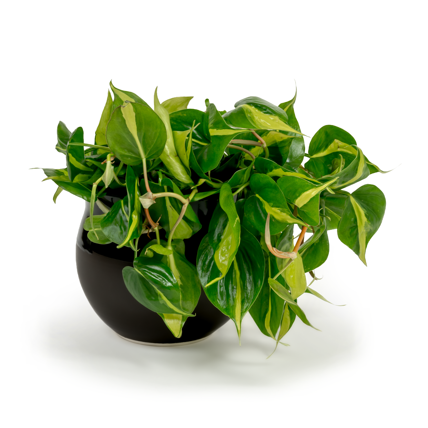 Brazil Heartleaf Philodendron