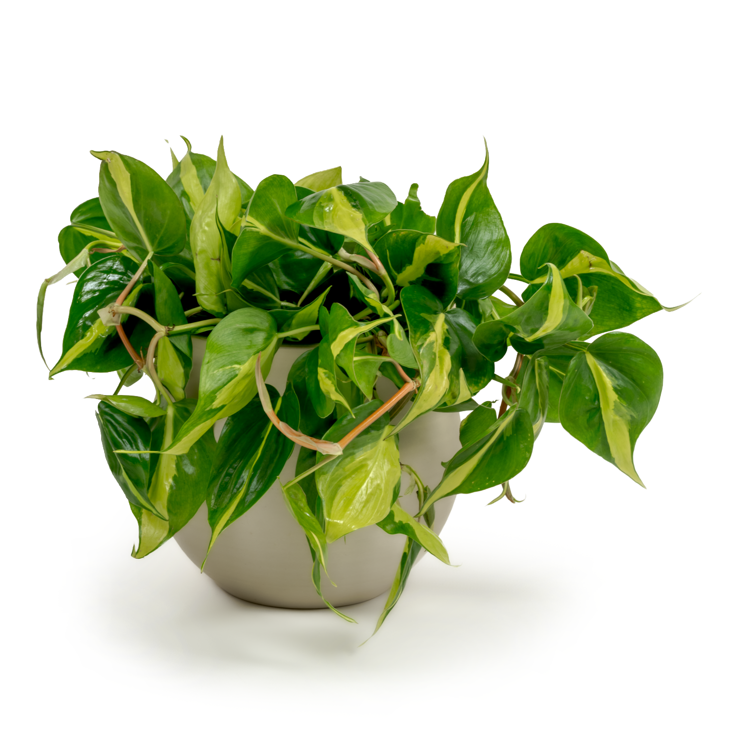 Brazil Heartleaf Philodendron