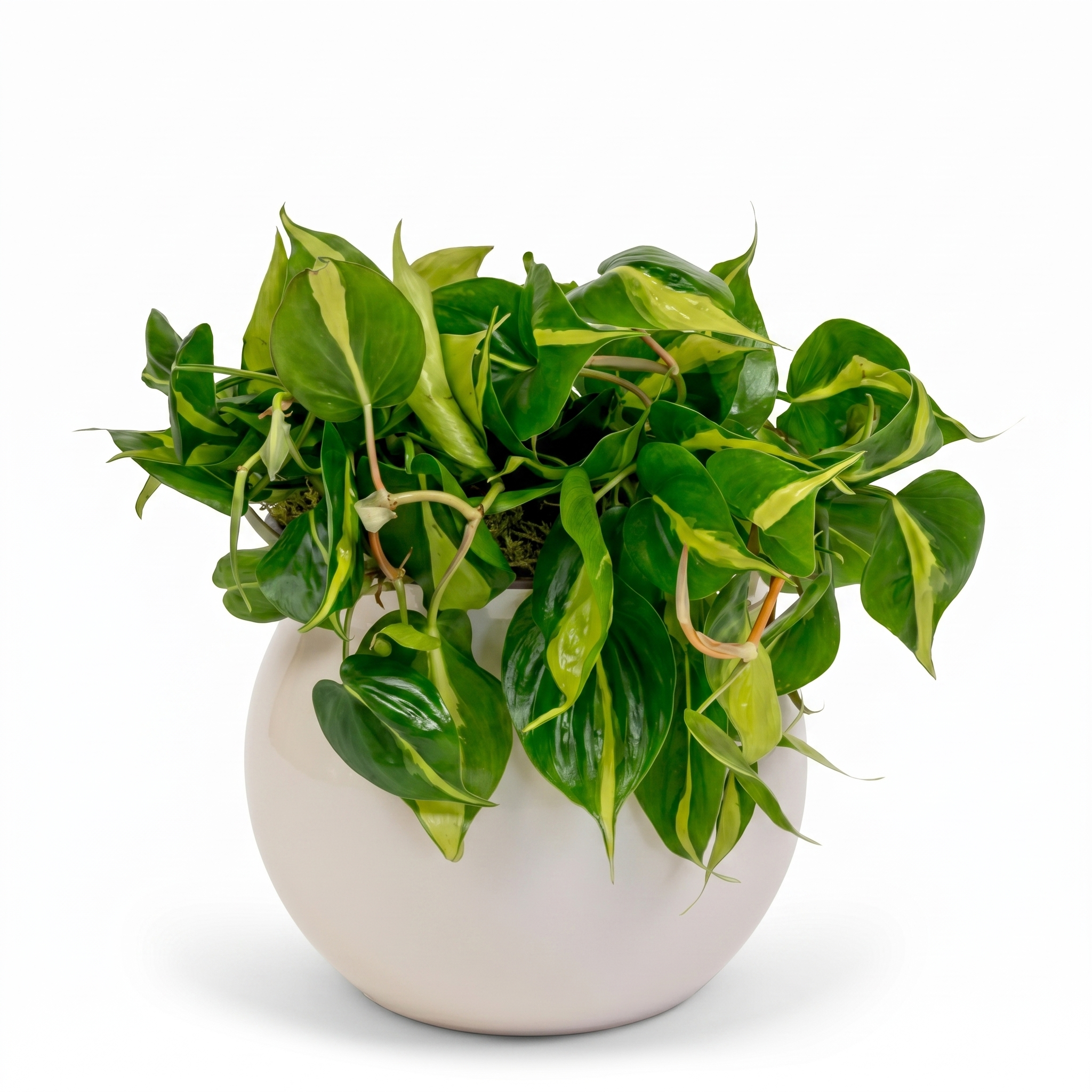 Brazil Heartleaf Philodendron