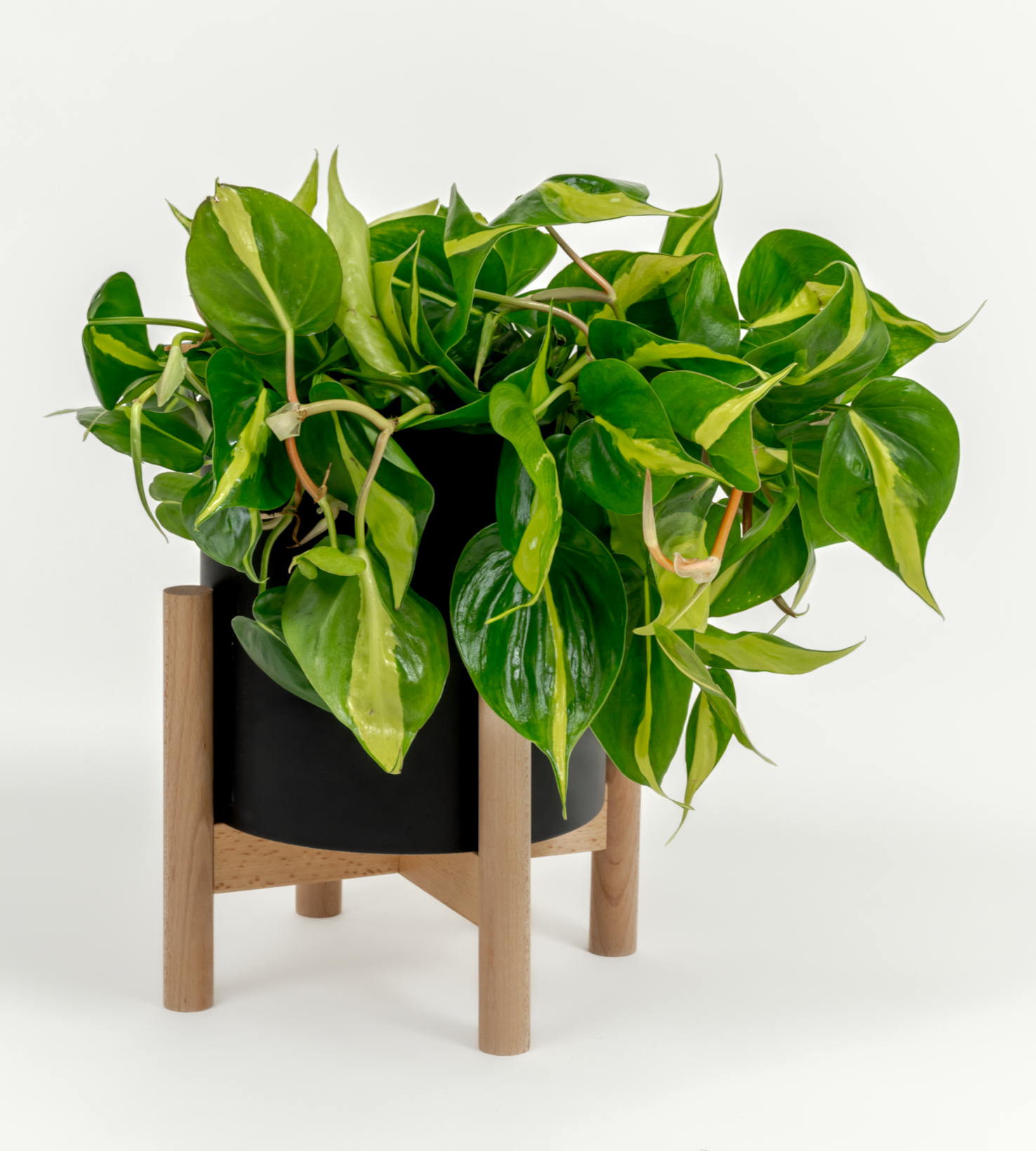 Philodendron hederaceum 'Brasil'