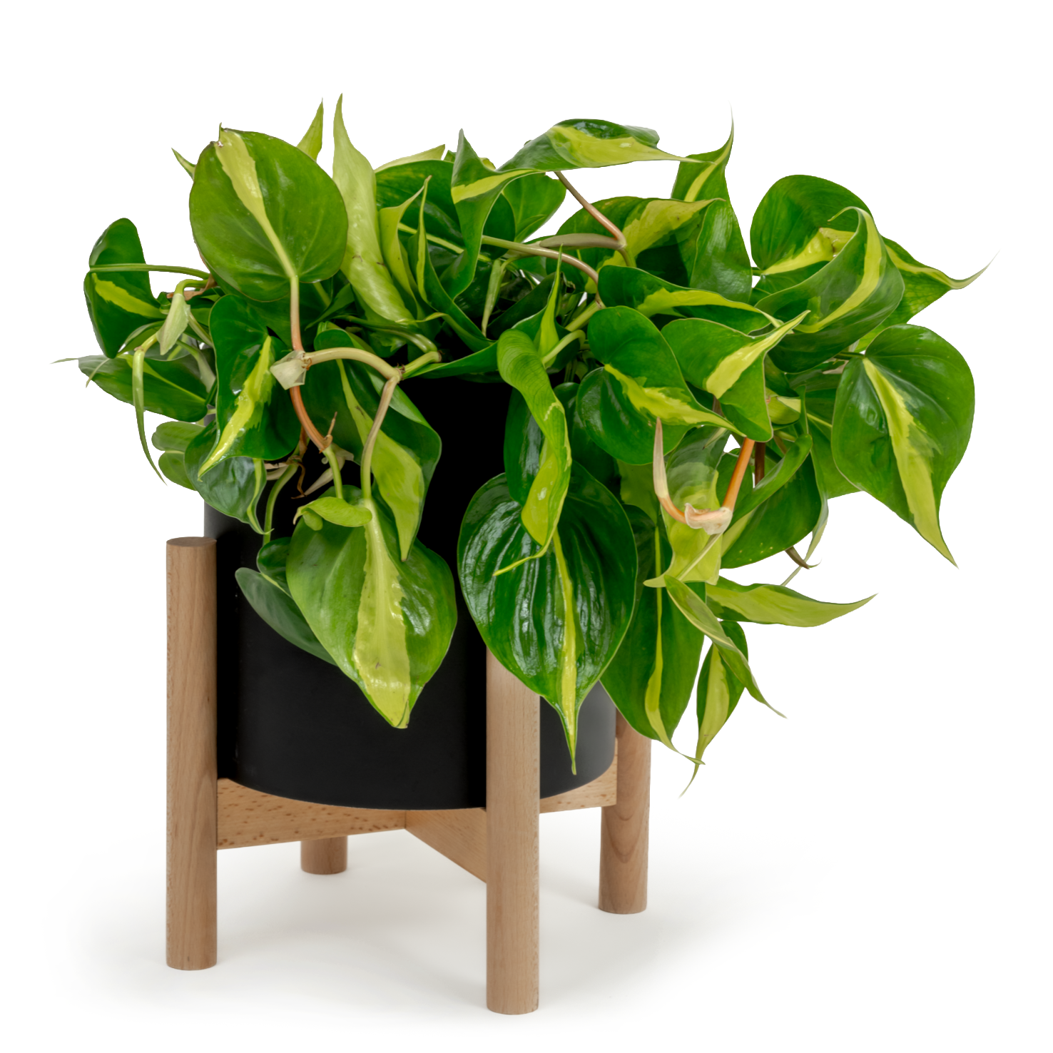 Brazil Heartleaf Philodendron