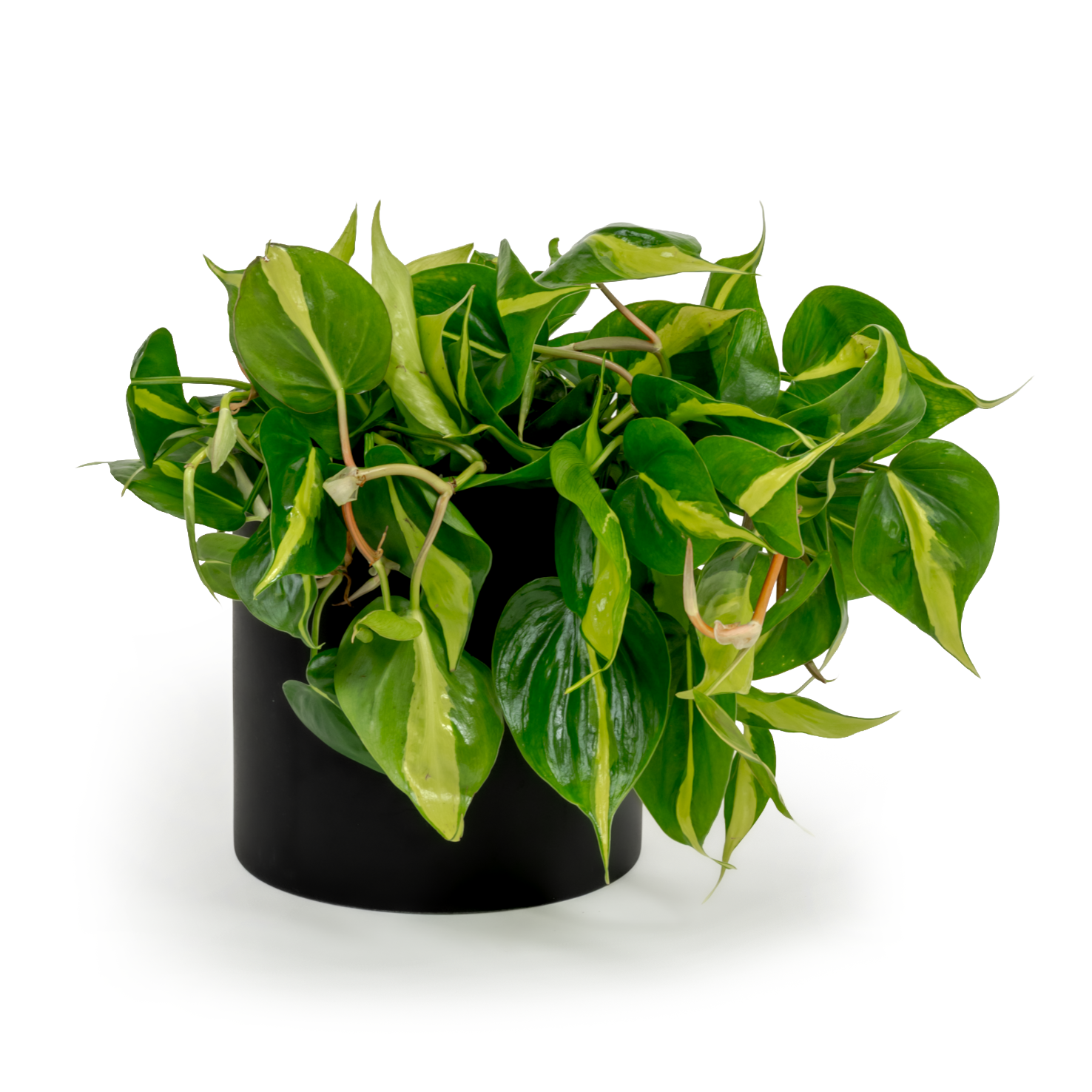Brazil Heartleaf Philodendron
