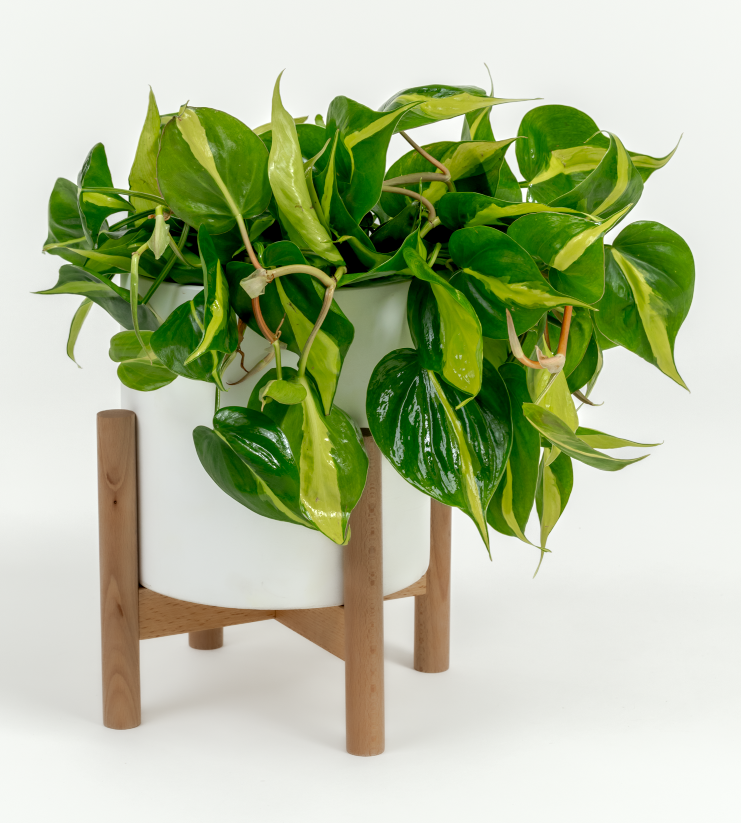 Philodendron hederaceum 'Brasil'