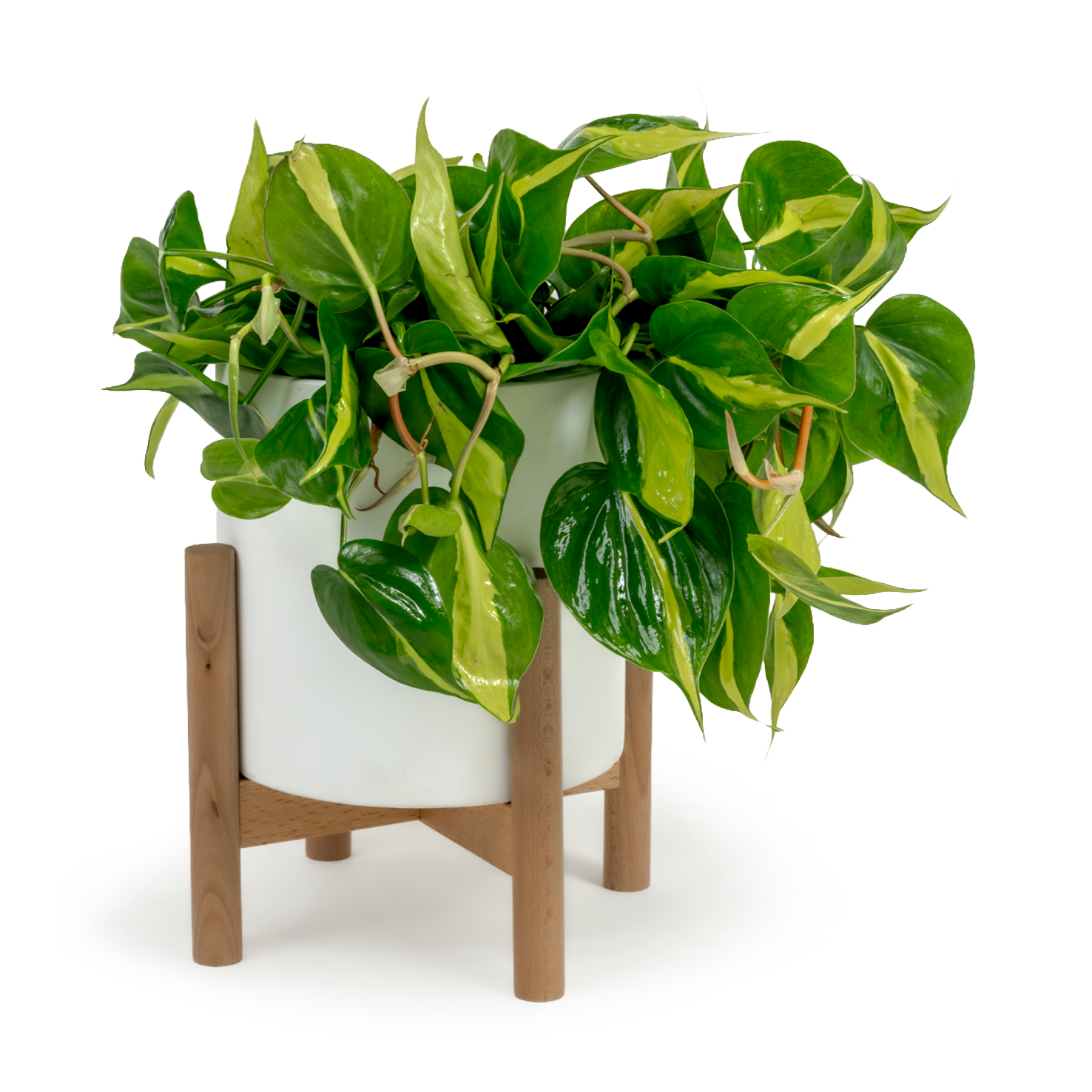 Brazil Heartleaf Philodendron