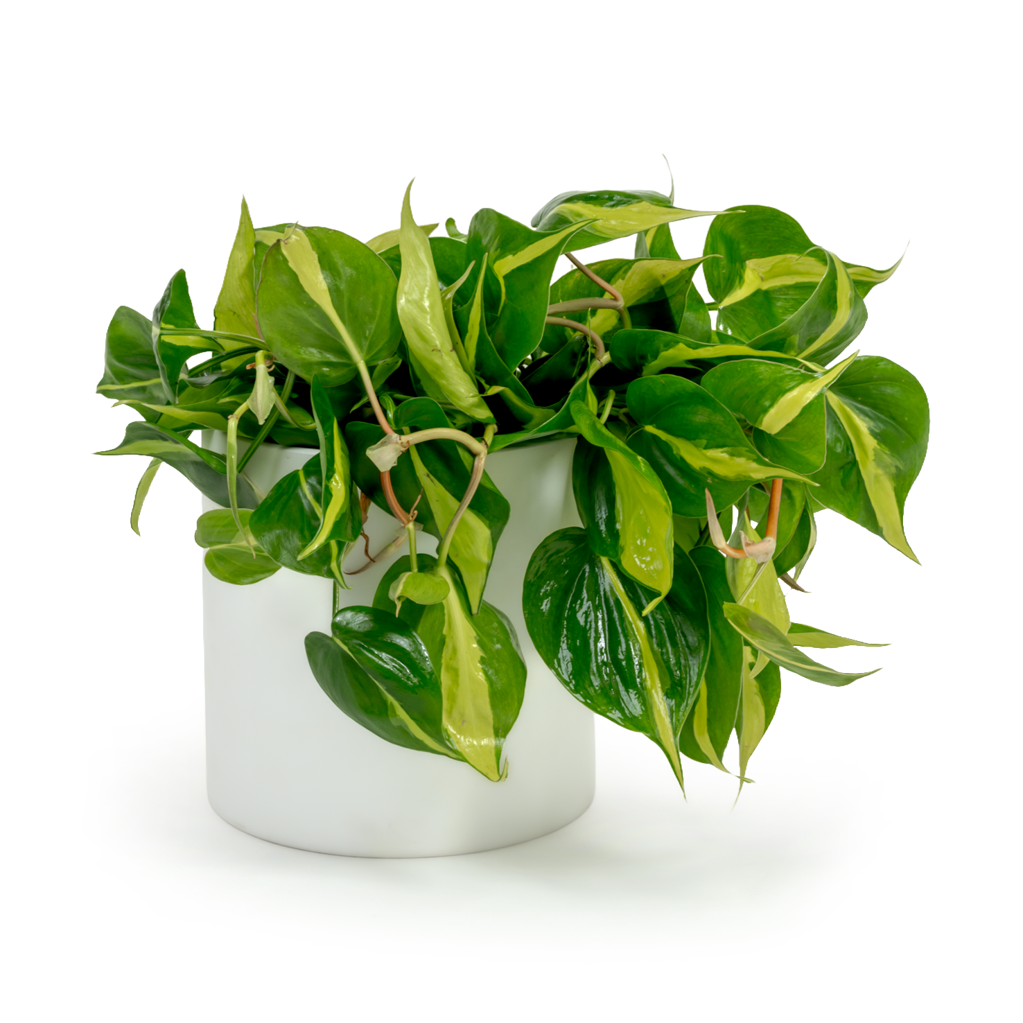 Brazil Heartleaf Philodendron