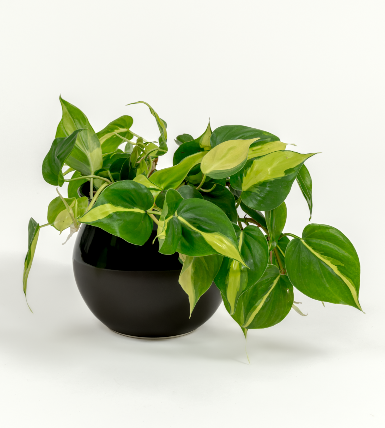 Philodendron hederaceum 'Brasil'